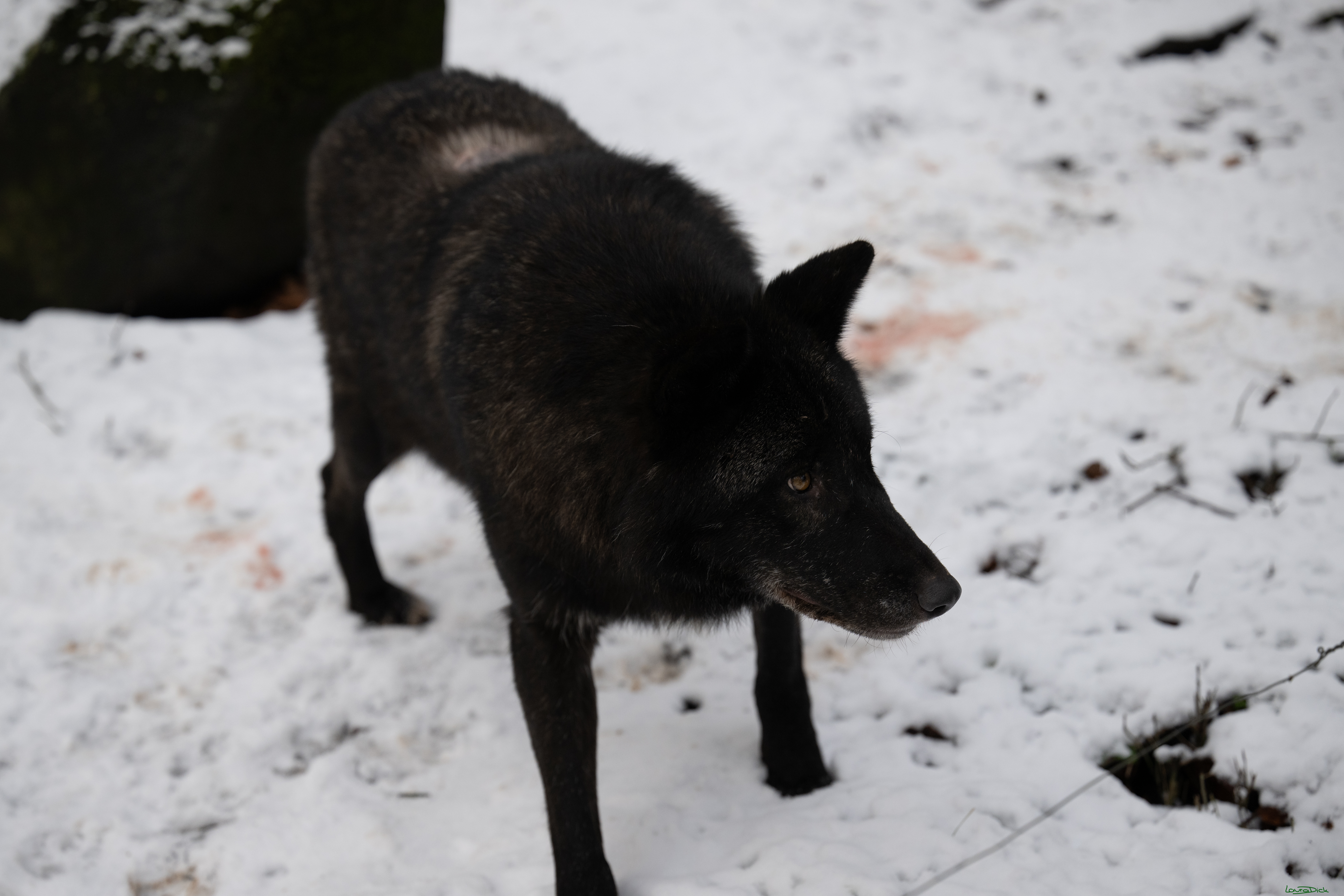 Wolfsfuetterung; Pelm, 04.01.2025