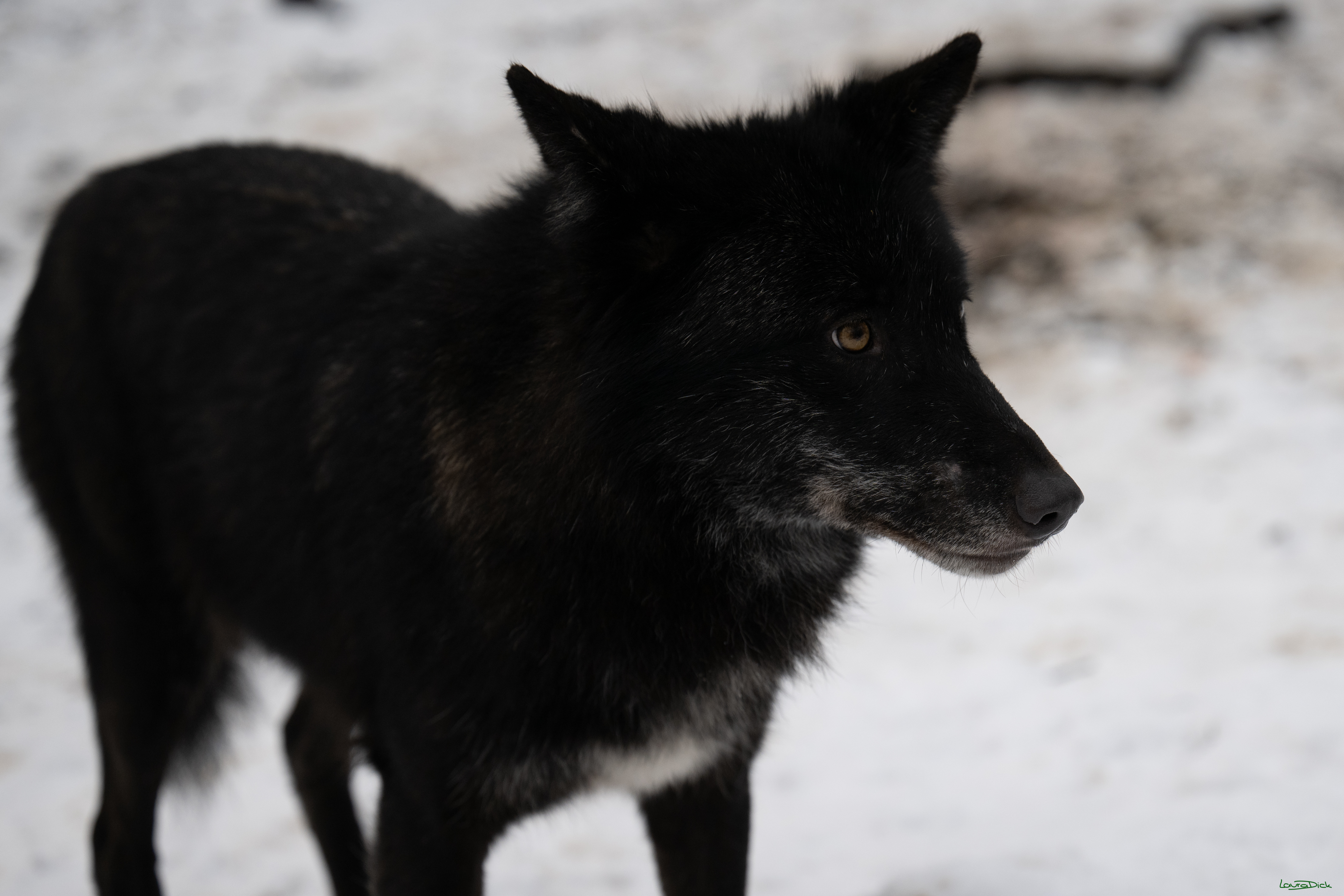 Wolfsfuetterung; Pelm, 04.01.2025