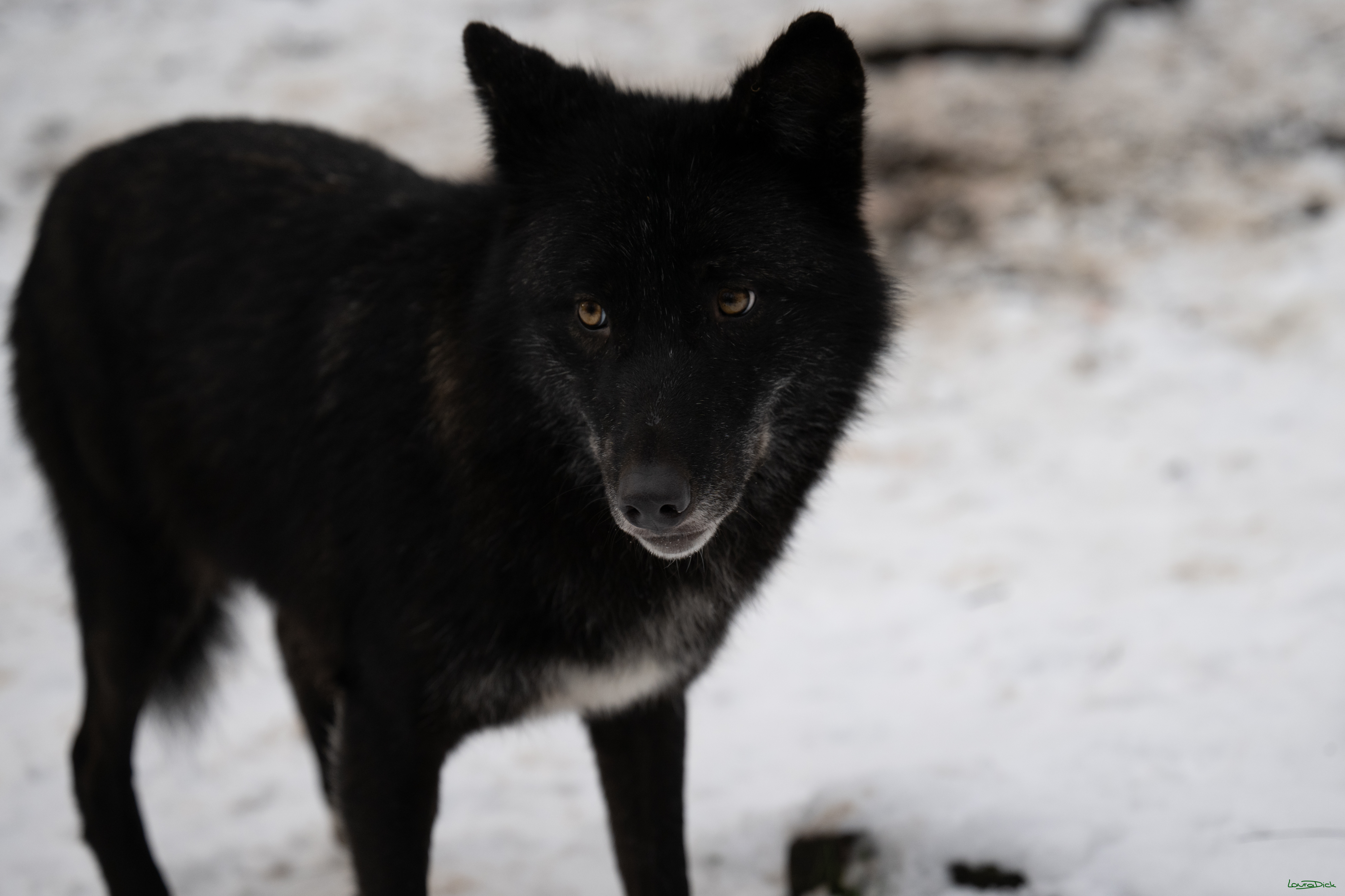 Wolfsfuetterung; Pelm, 04.01.2025