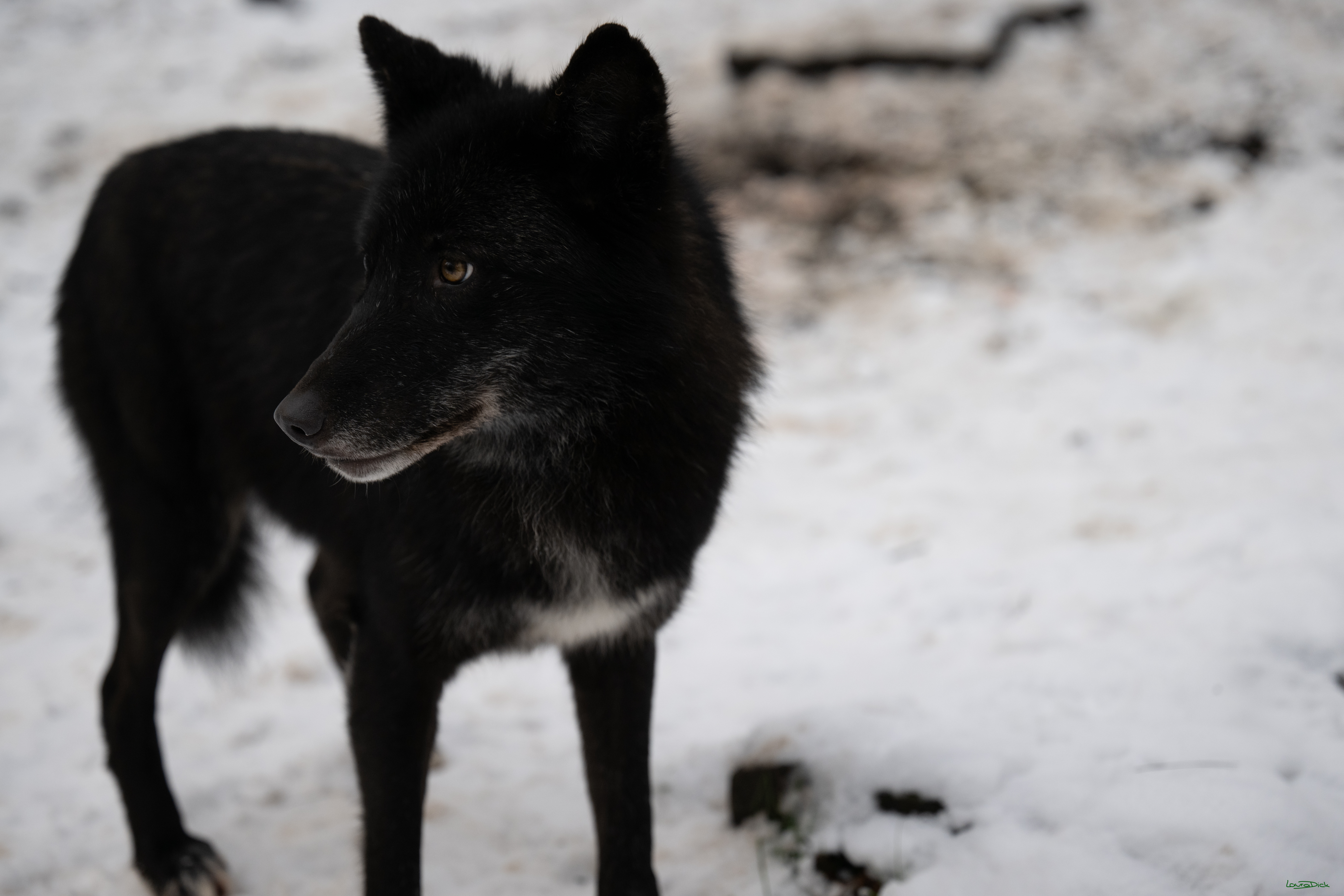 Wolfsfuetterung; Pelm, 04.01.2025