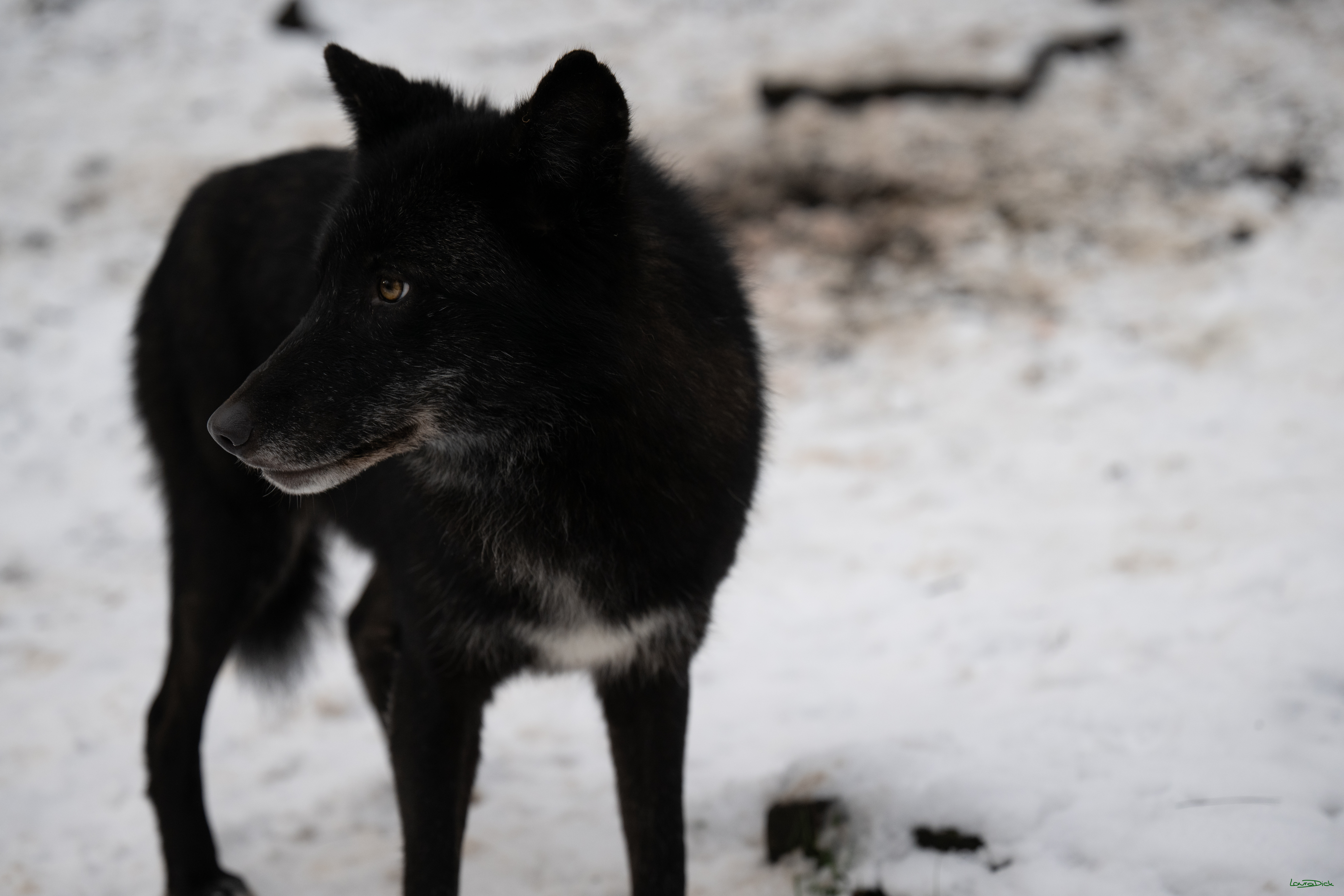 Wolfsfuetterung; Pelm, 04.01.2025