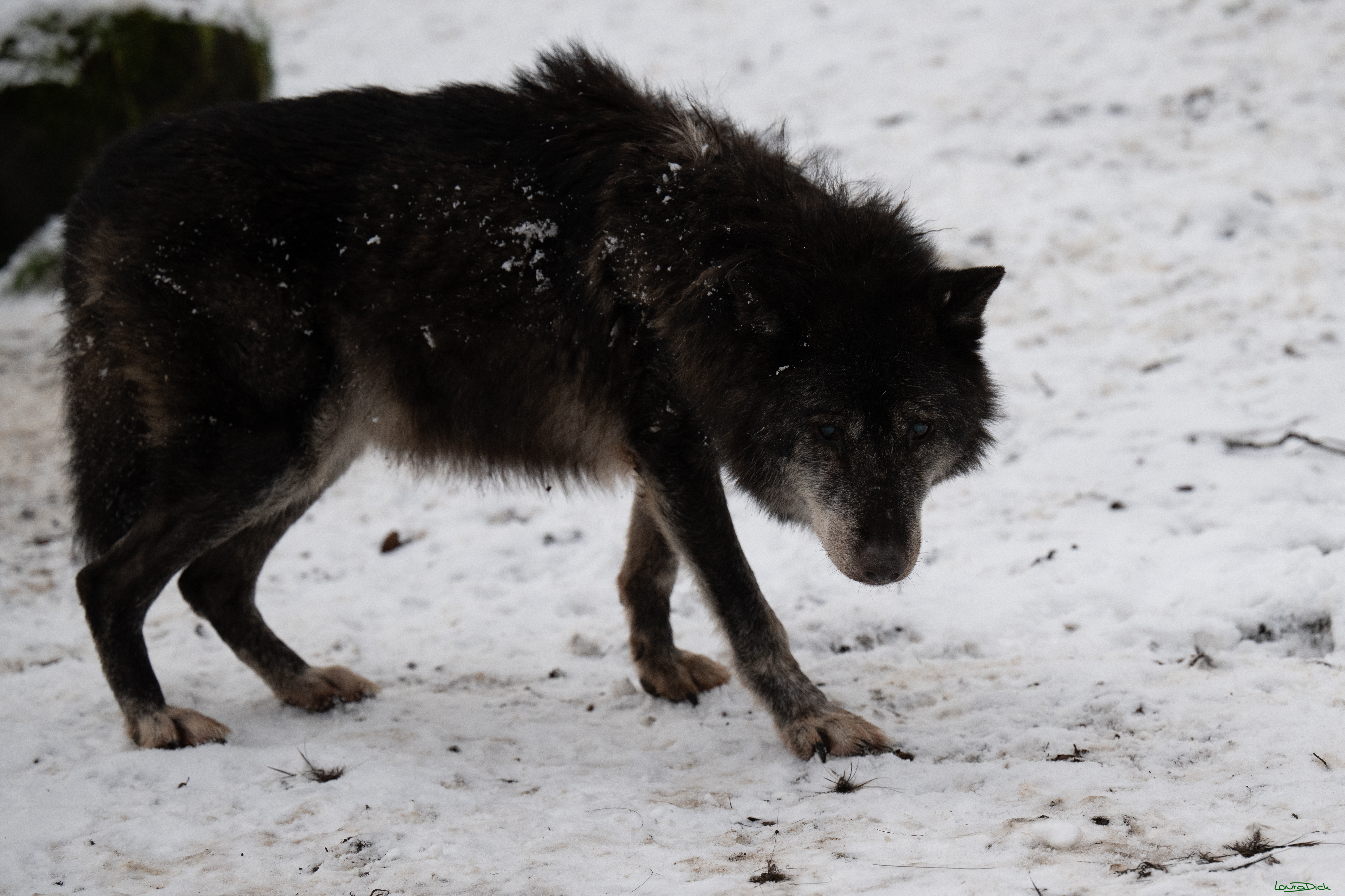 Wolfsfuetterung; Pelm, 04.01.2025