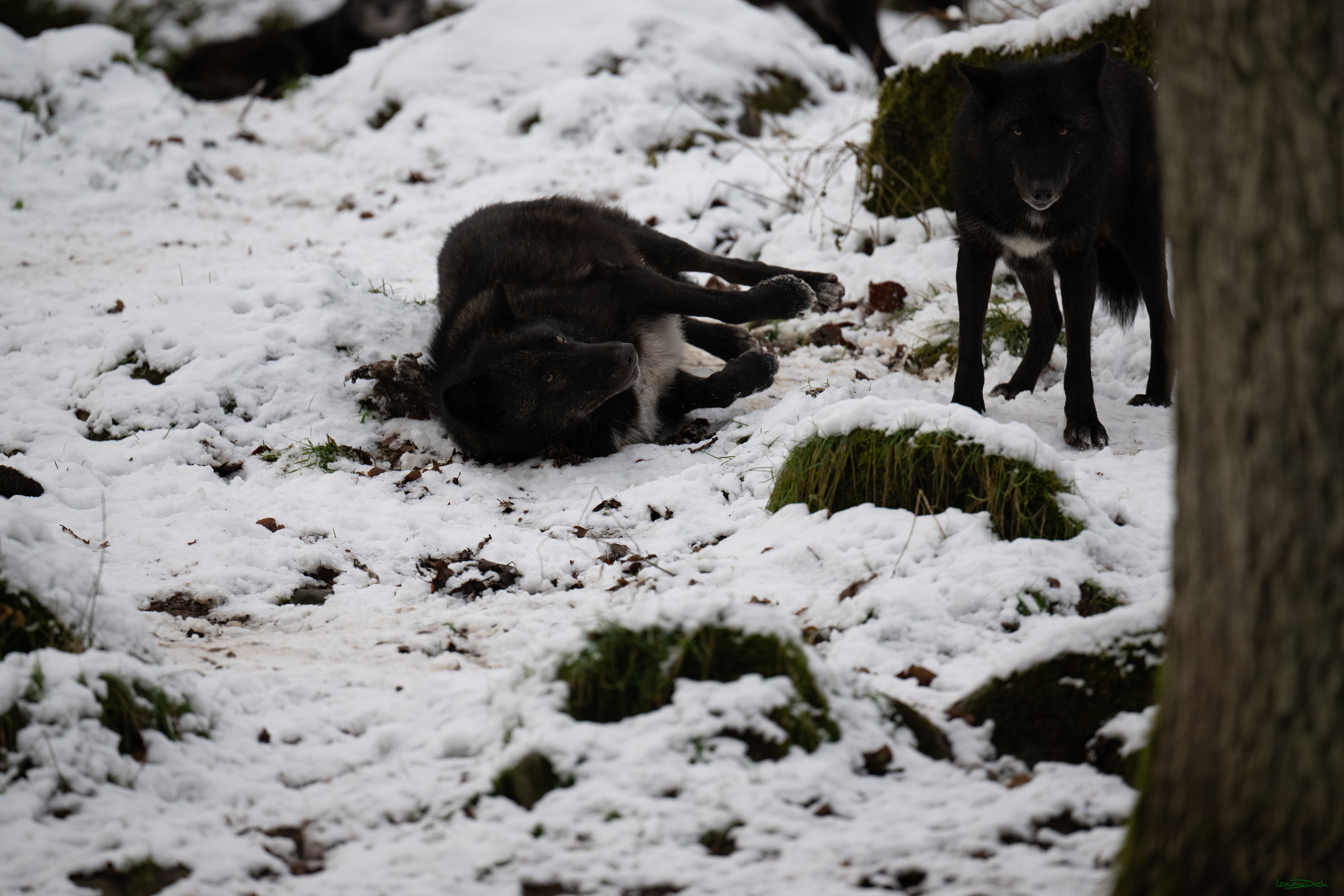 Wolfsfuetterung; Pelm, 04.01.2025