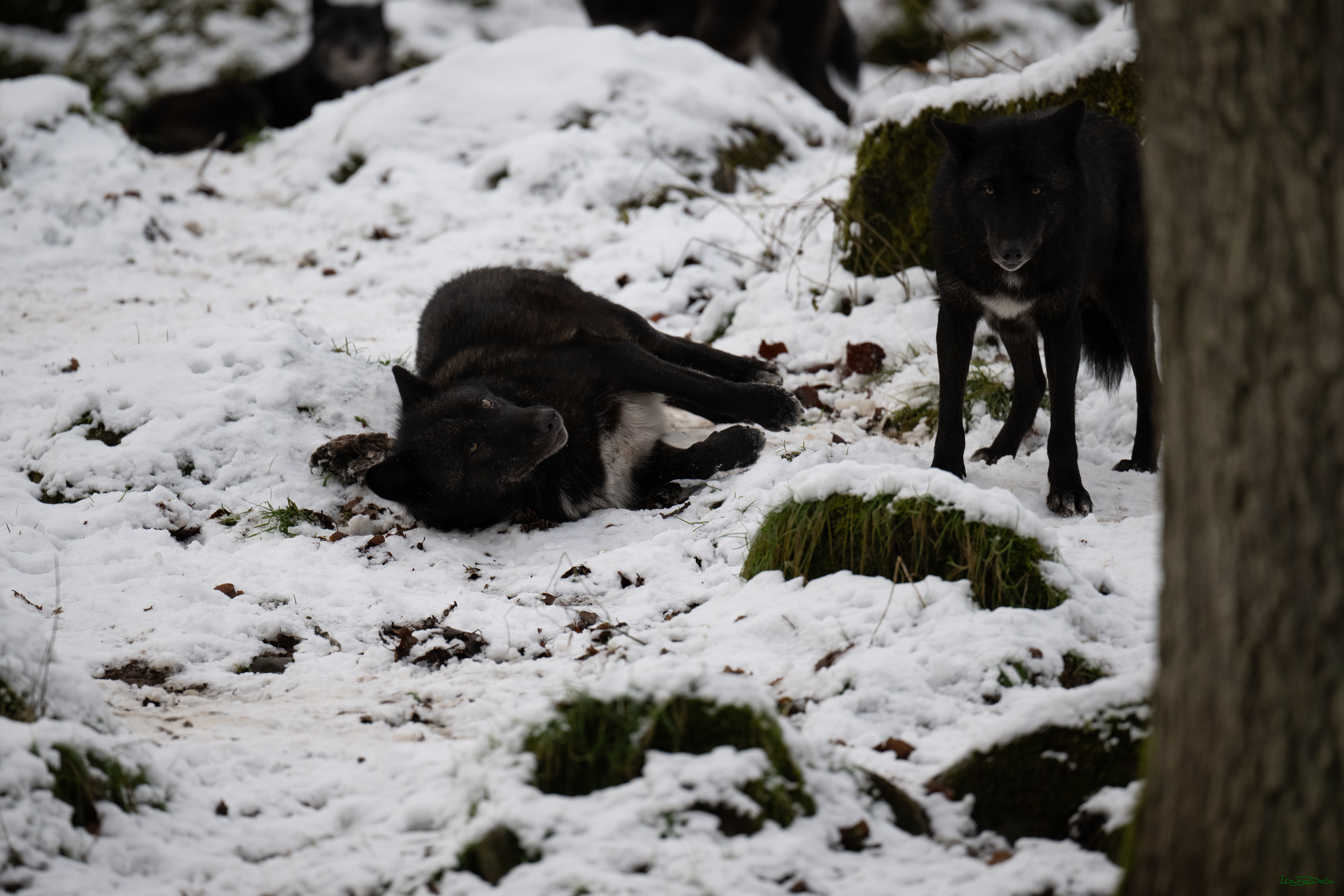 Wolfsfuetterung; Pelm, 04.01.2025