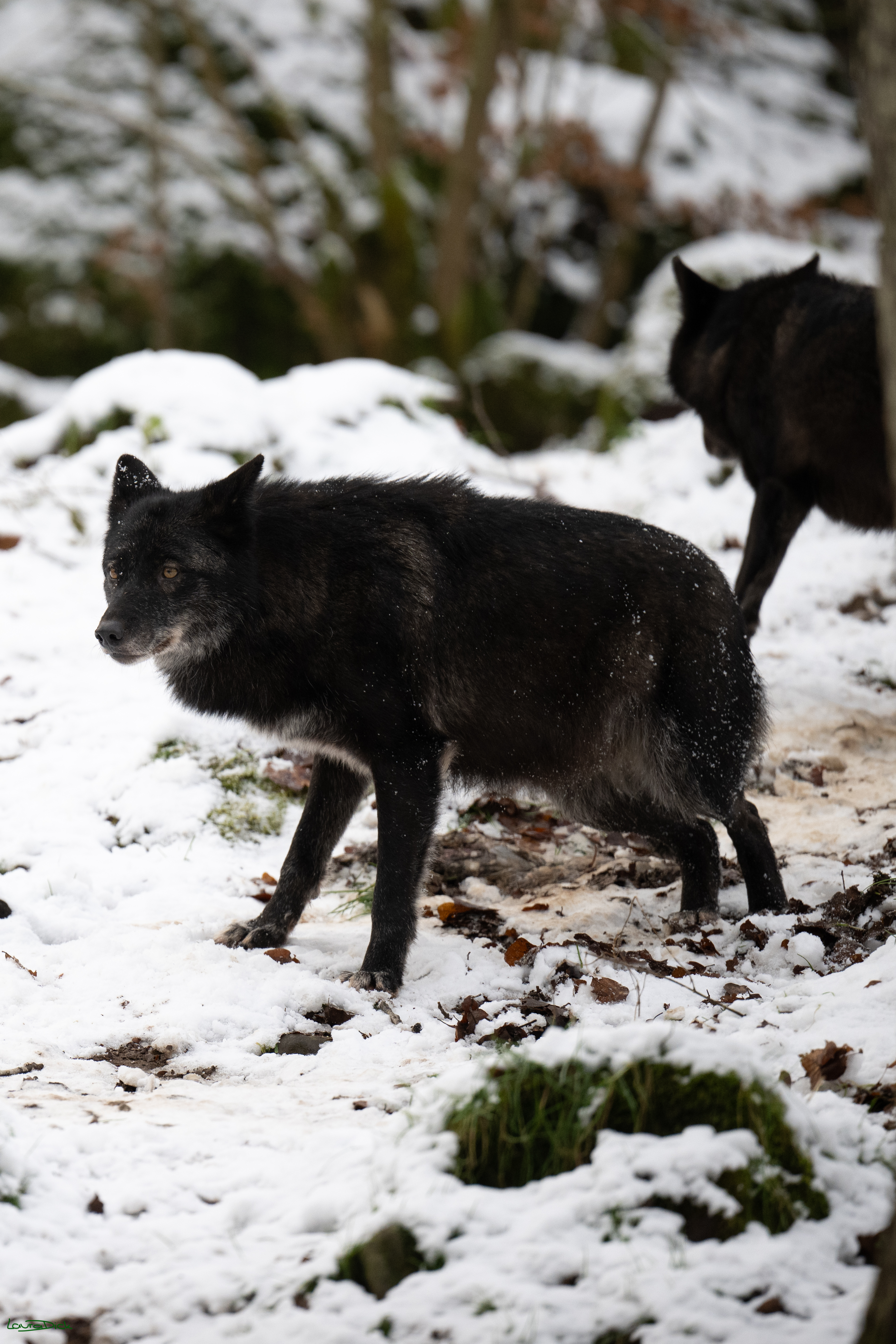 Wolfsfuetterung; Pelm, 04.01.2025
