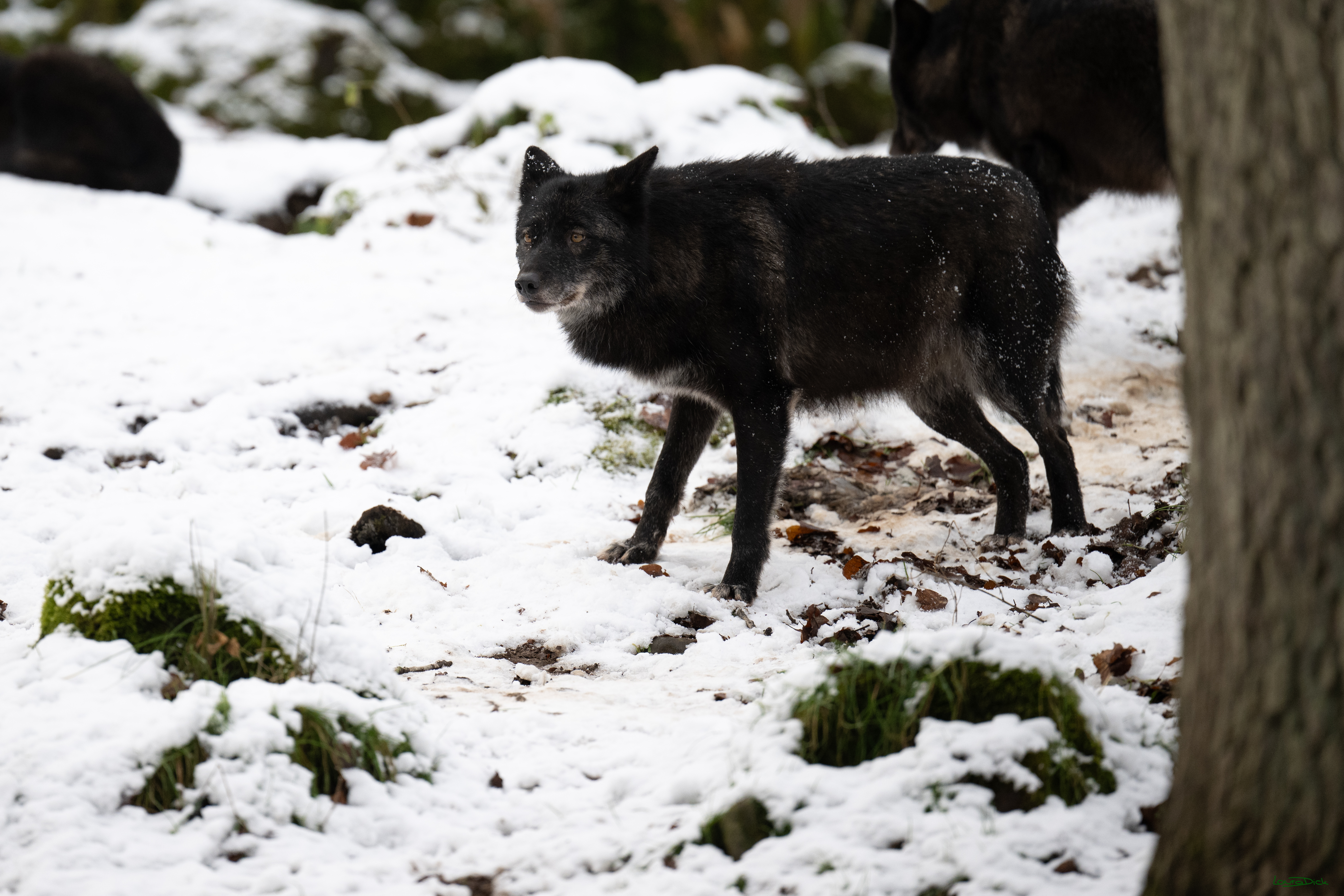 Wolfsfuetterung; Pelm, 04.01.2025