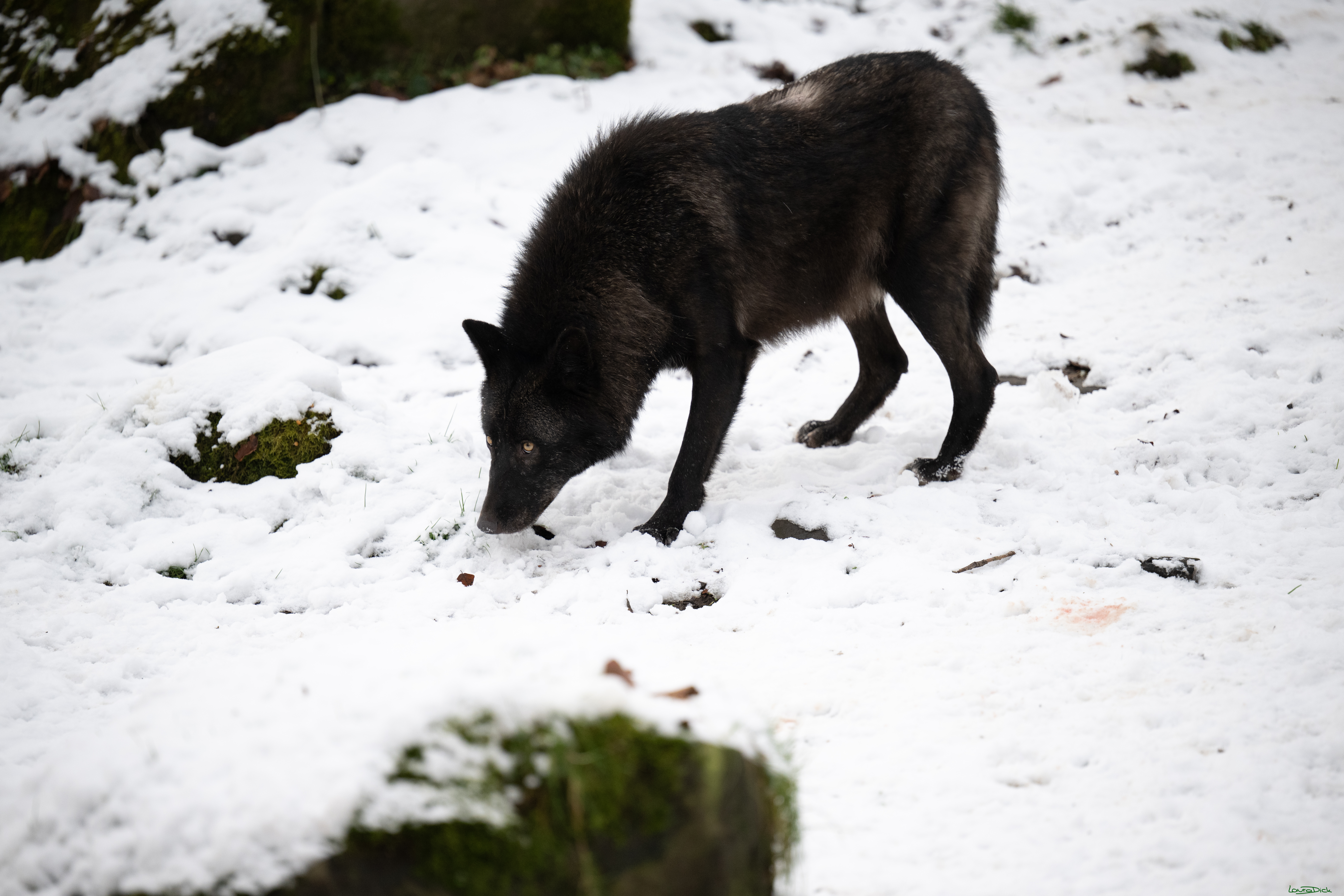 Wolfsfuetterung; Pelm, 04.01.2025