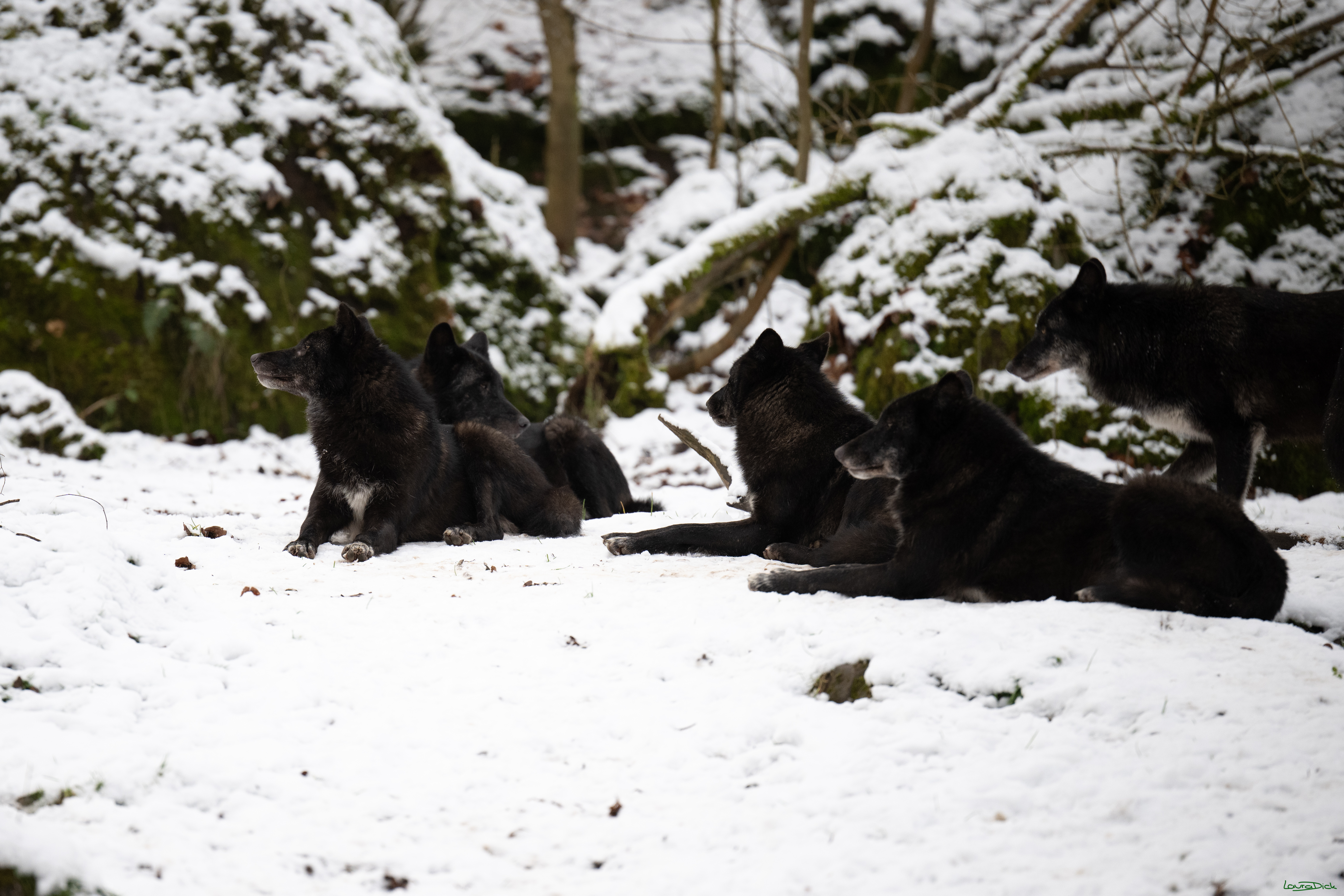 Wolfsfuetterung; Pelm, 04.01.2025