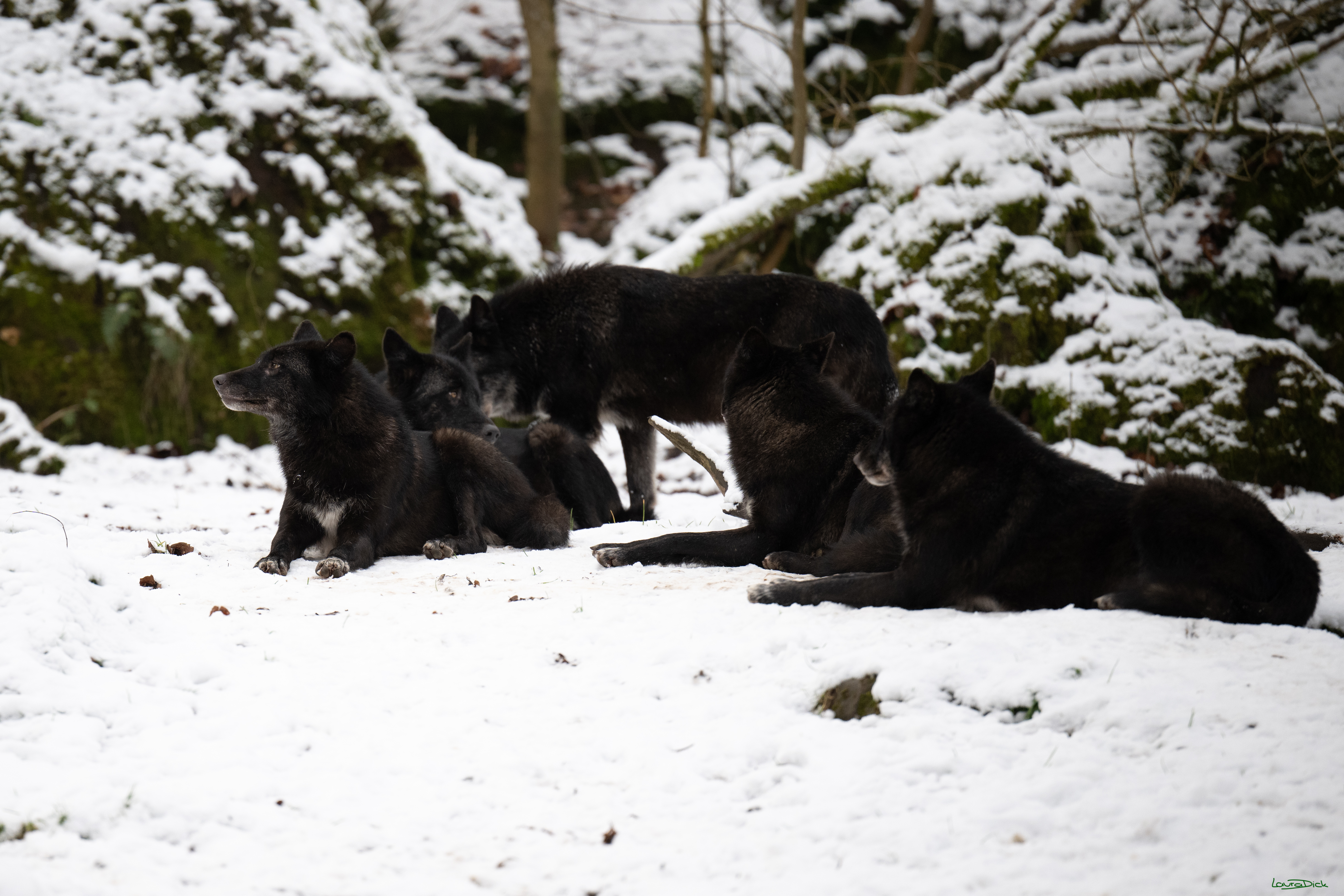 Wolfsfuetterung; Pelm, 04.01.2025