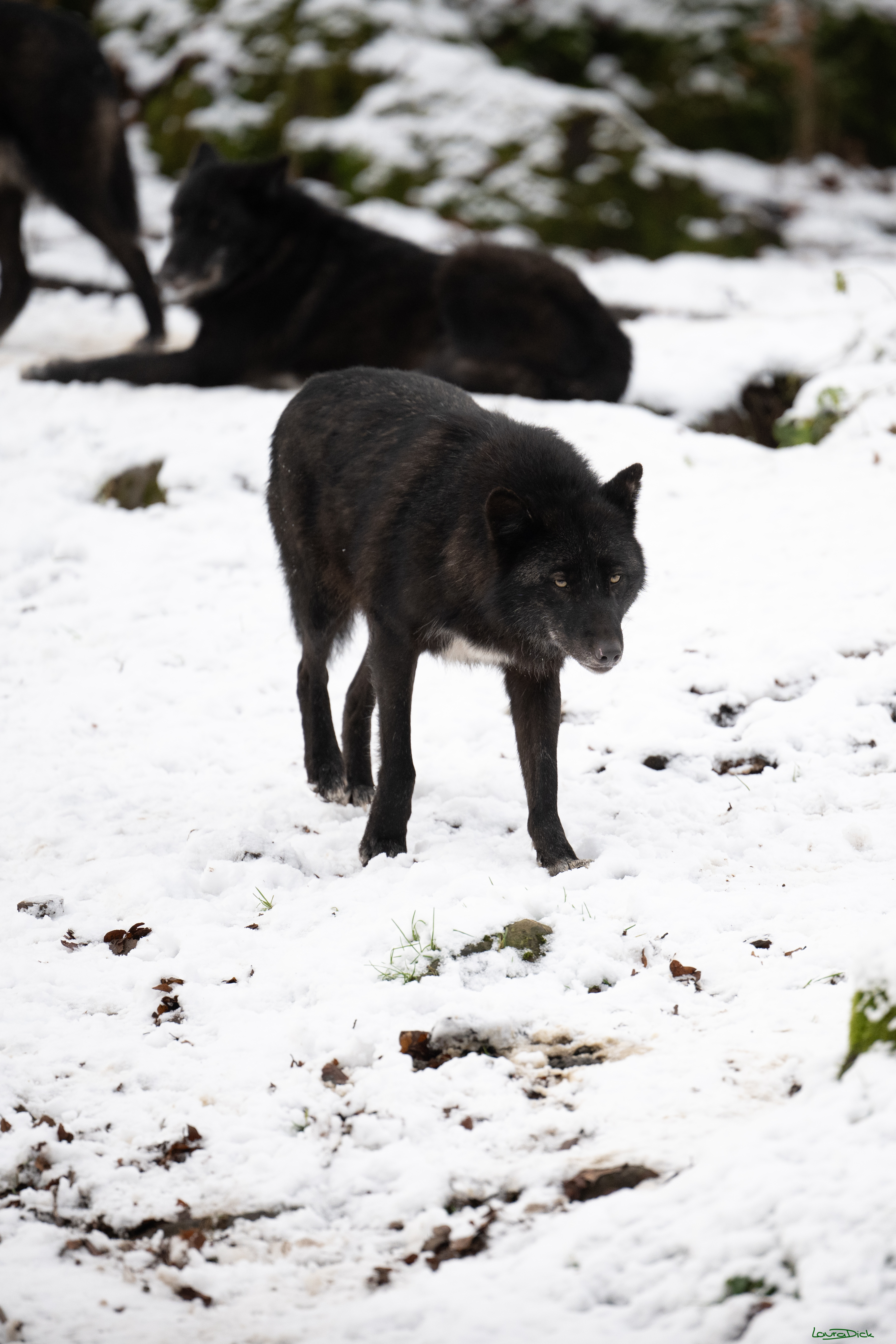 Wolfsfuetterung; Pelm, 04.01.2025
