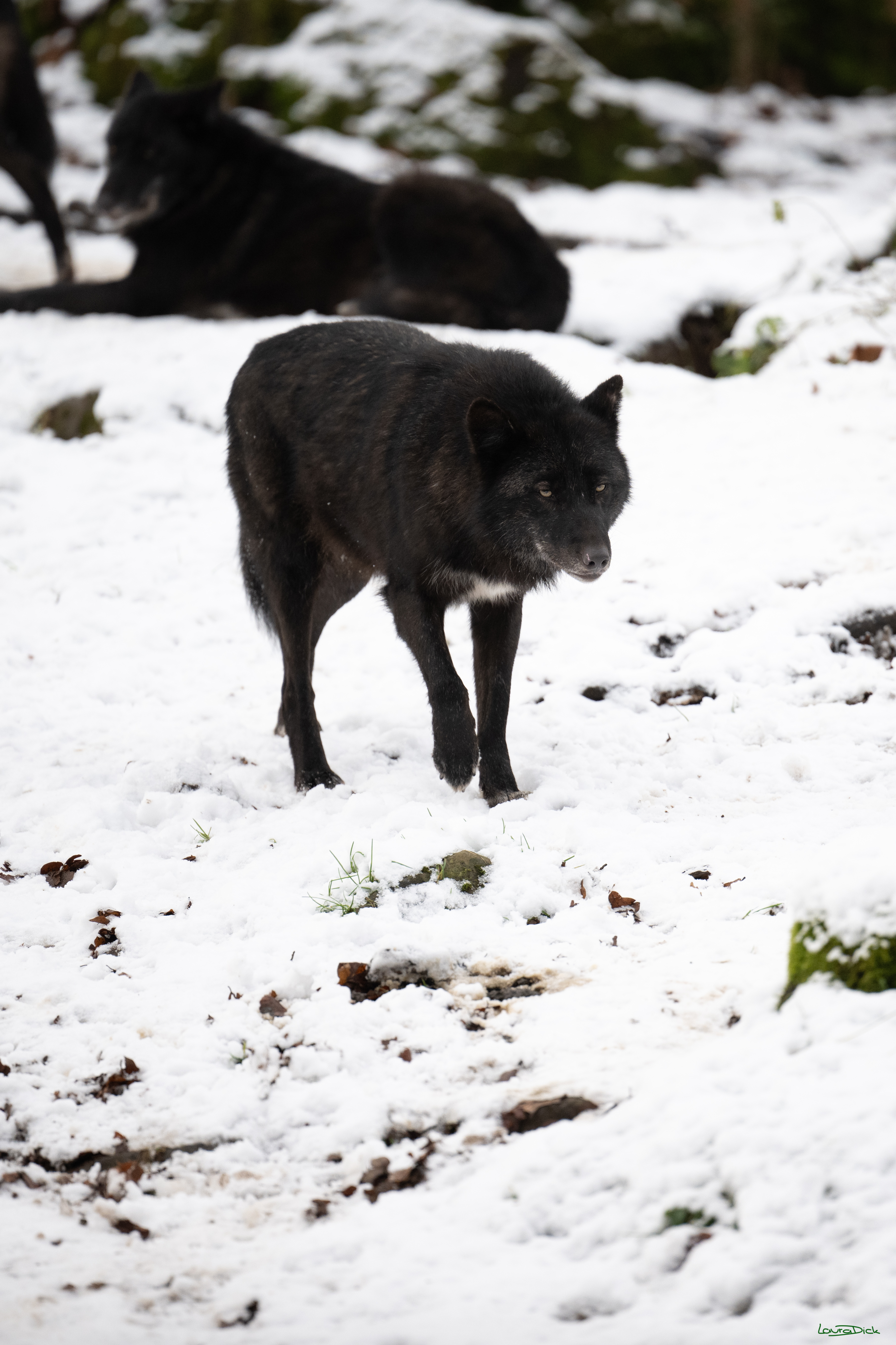 Wolfsfuetterung; Pelm, 04.01.2025