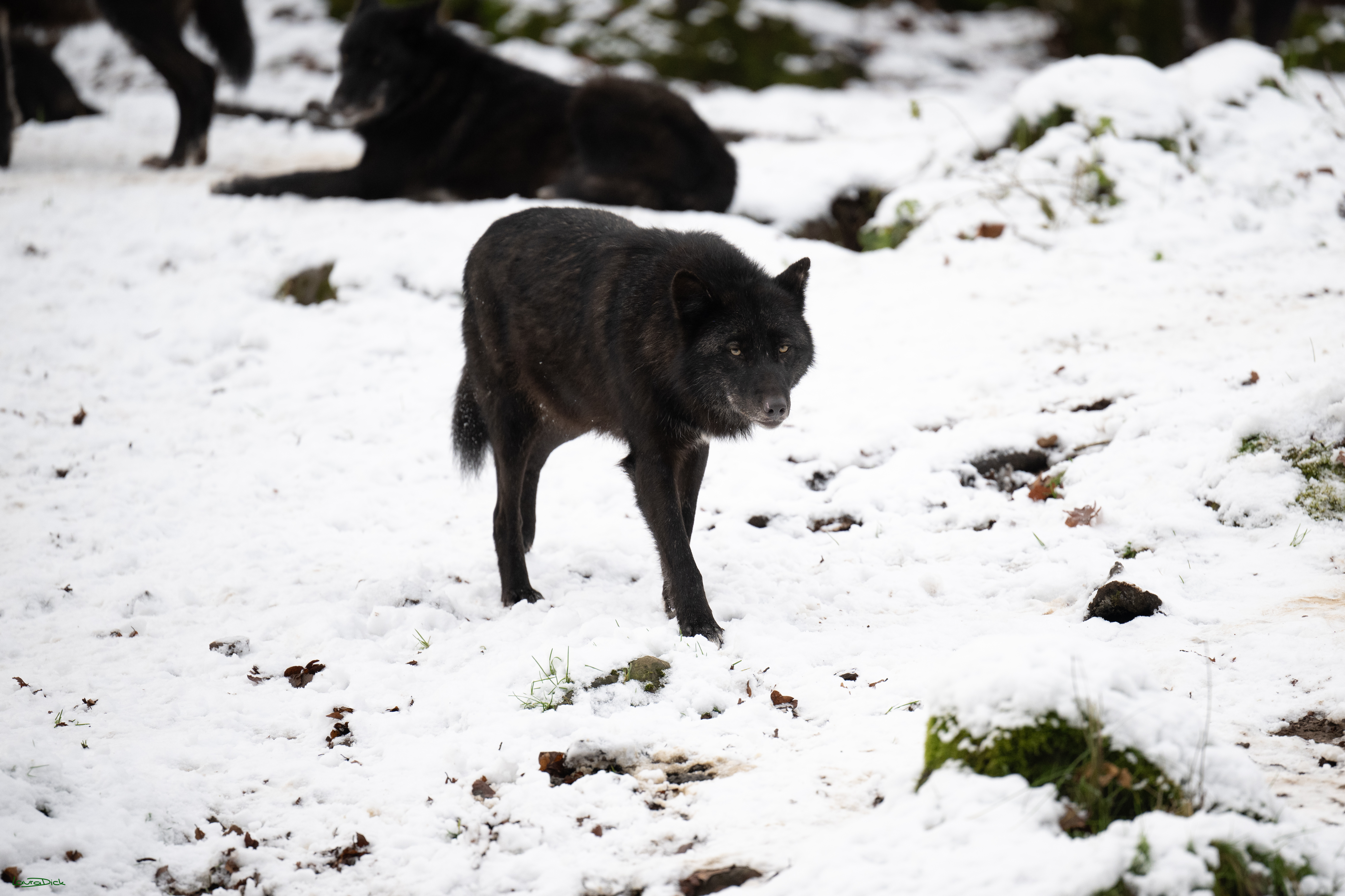 Wolfsfuetterung; Pelm, 04.01.2025