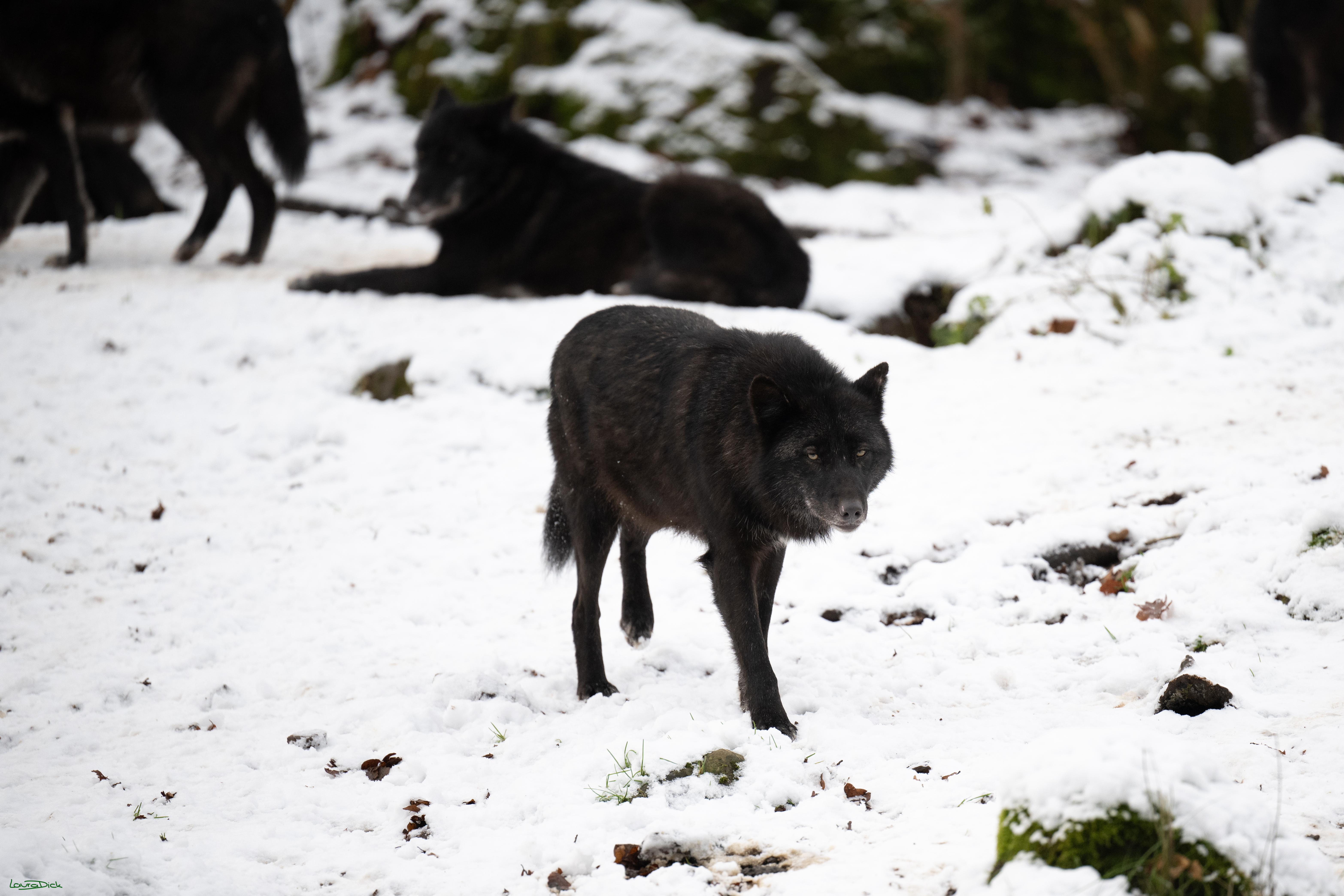 Wolfsfuetterung; Pelm, 04.01.2025