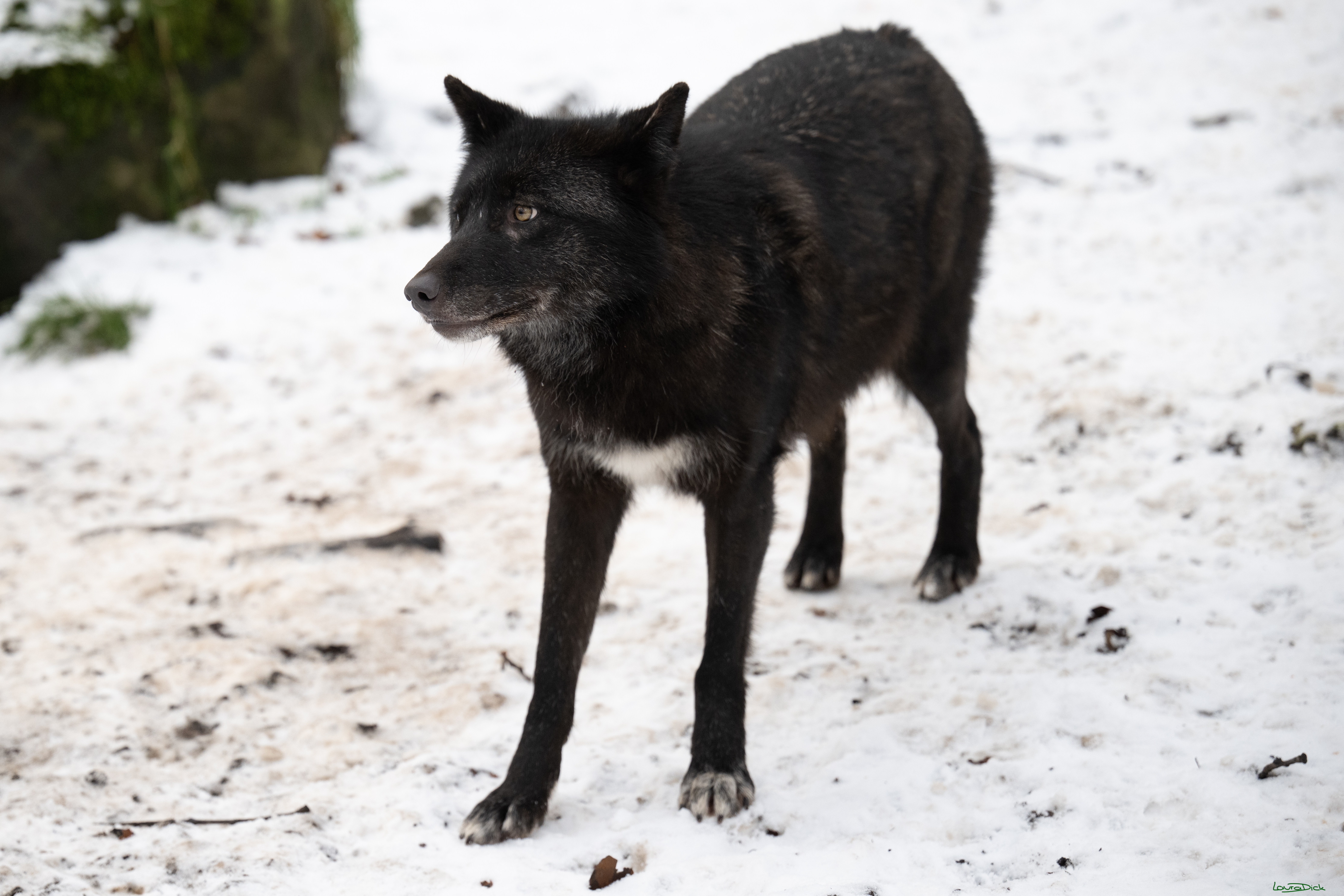 Wolfsfuetterung; Pelm, 04.01.2025