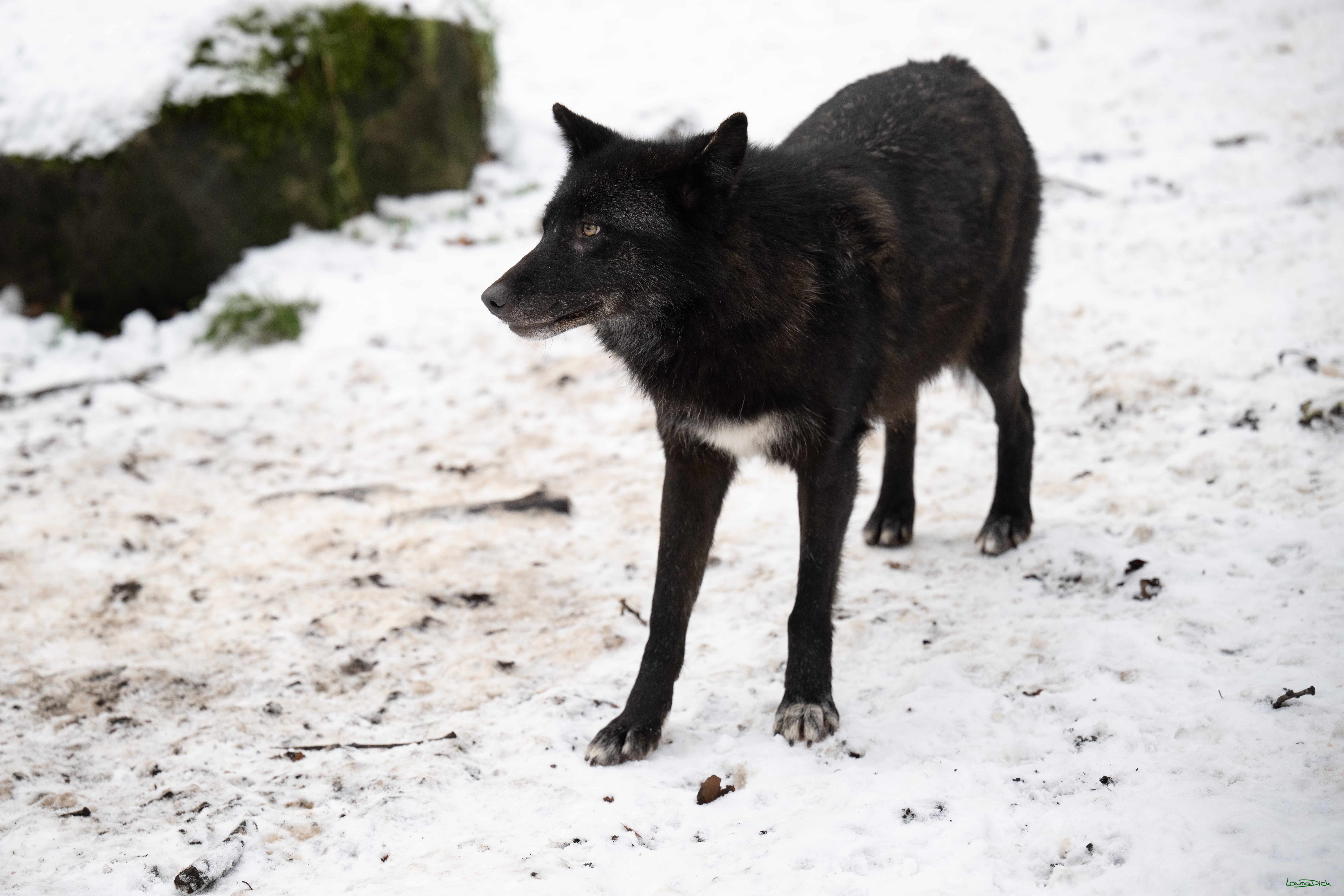 Wolfsfuetterung; Pelm, 04.01.2025