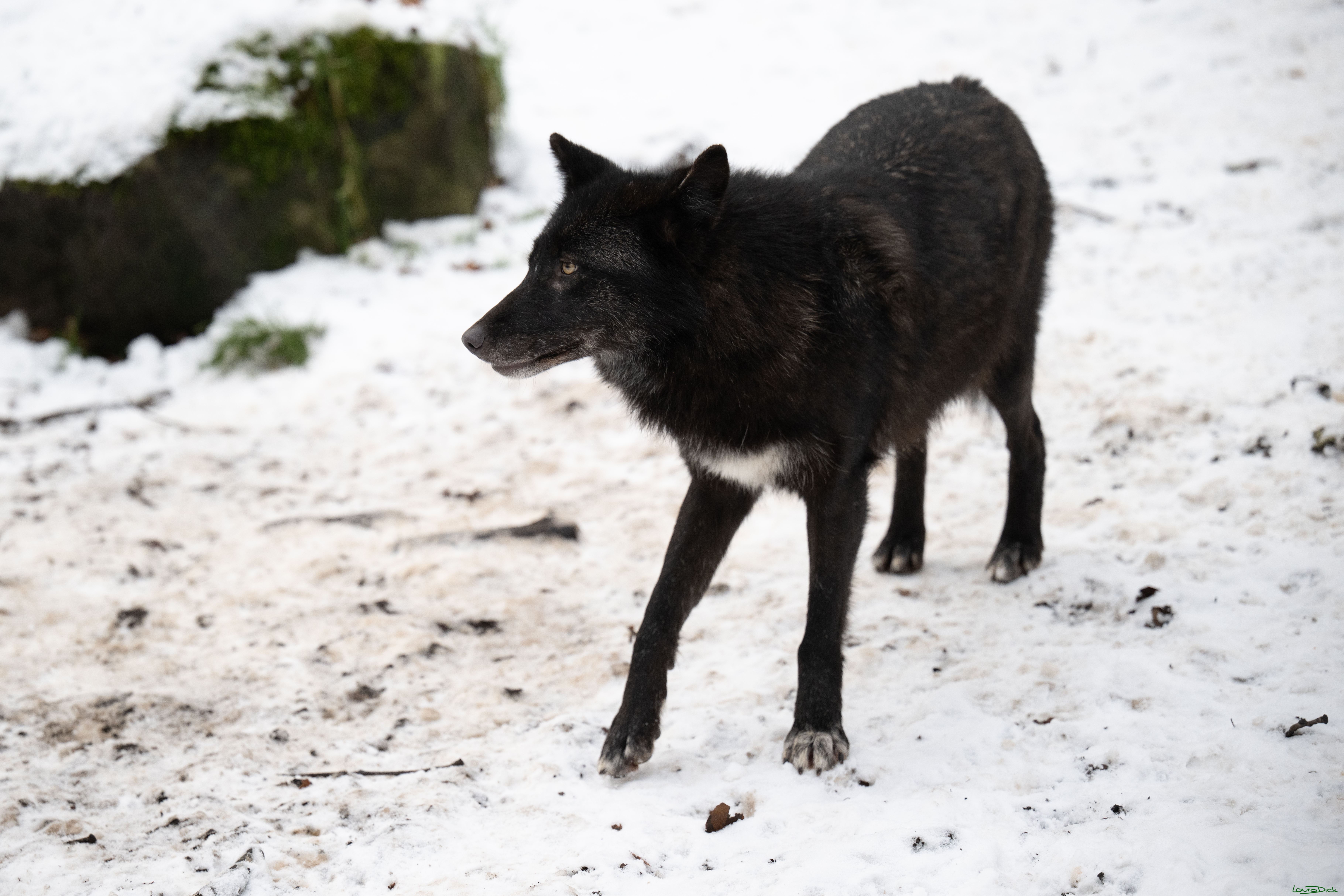 Wolfsfuetterung; Pelm, 04.01.2025
