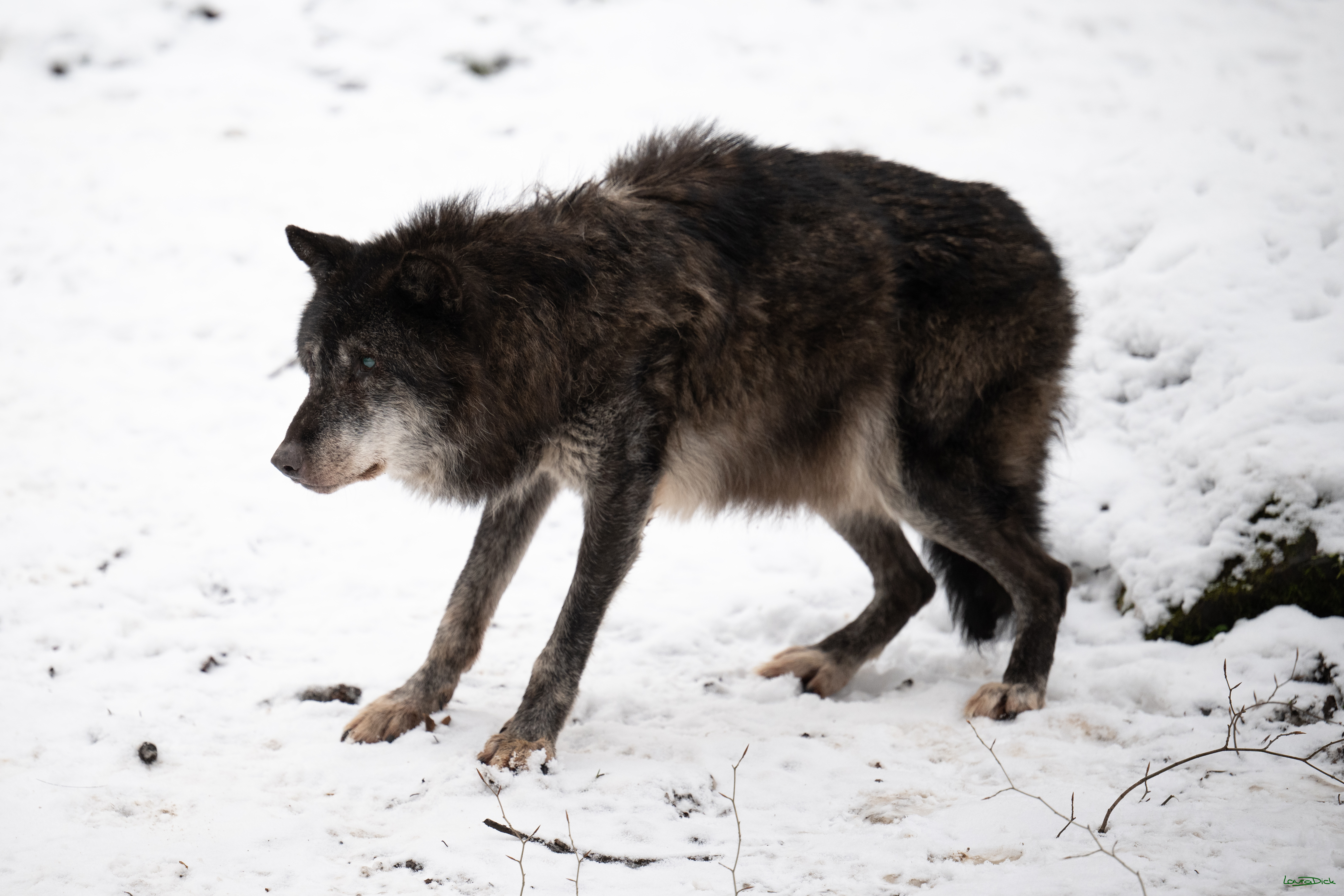 Wolfsfuetterung; Pelm, 04.01.2025