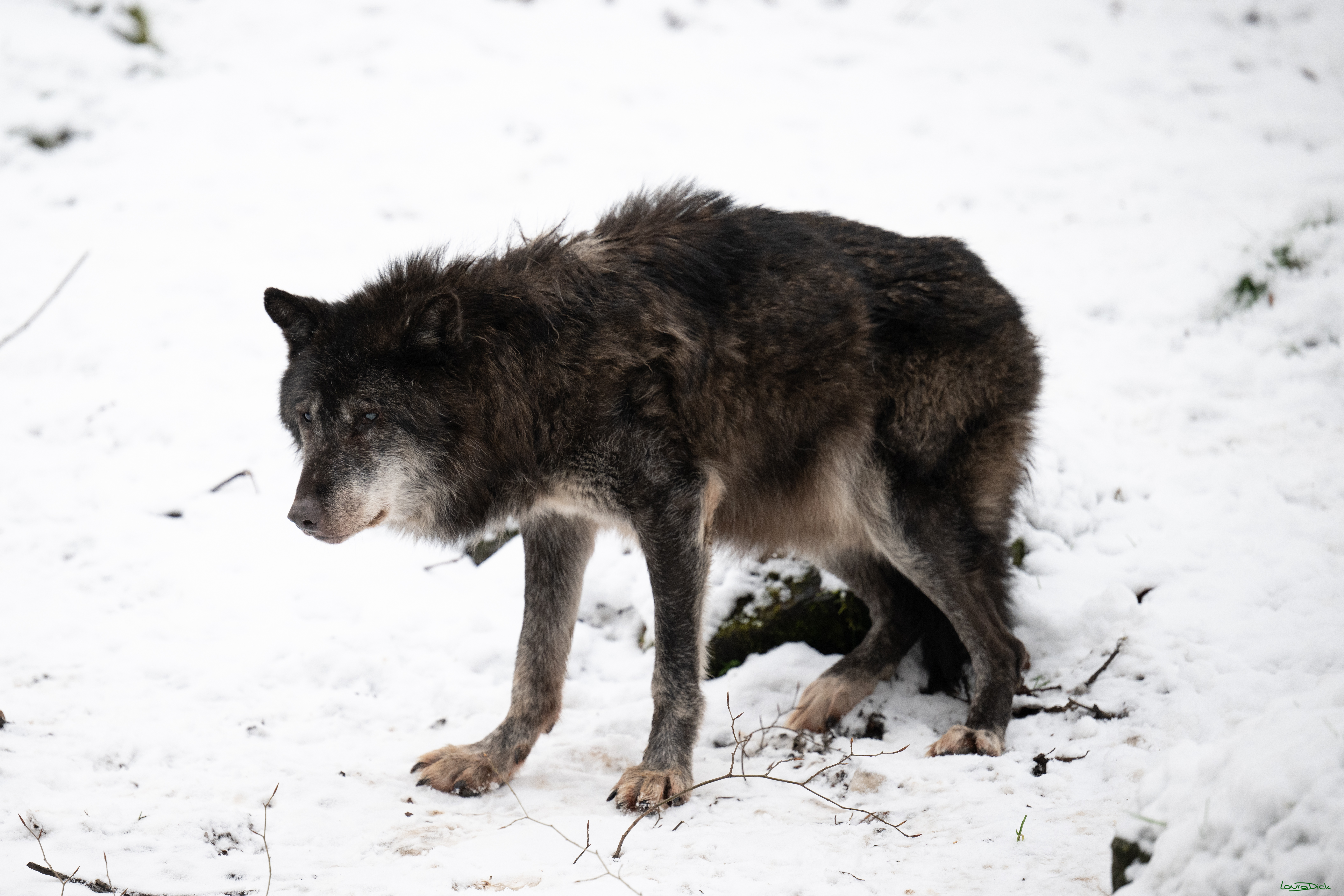 Wolfsfuetterung; Pelm, 04.01.2025