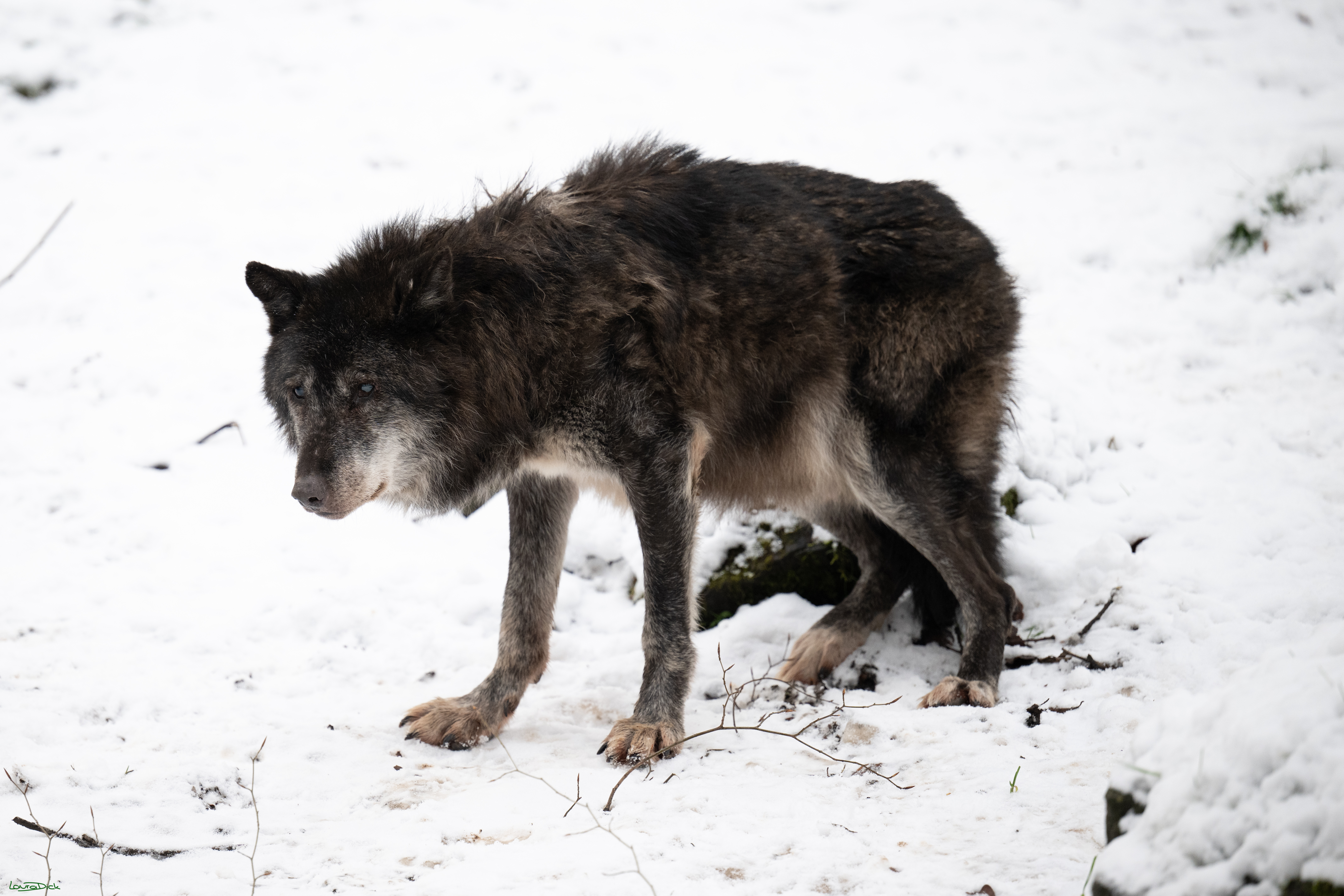 Wolfsfuetterung; Pelm, 04.01.2025