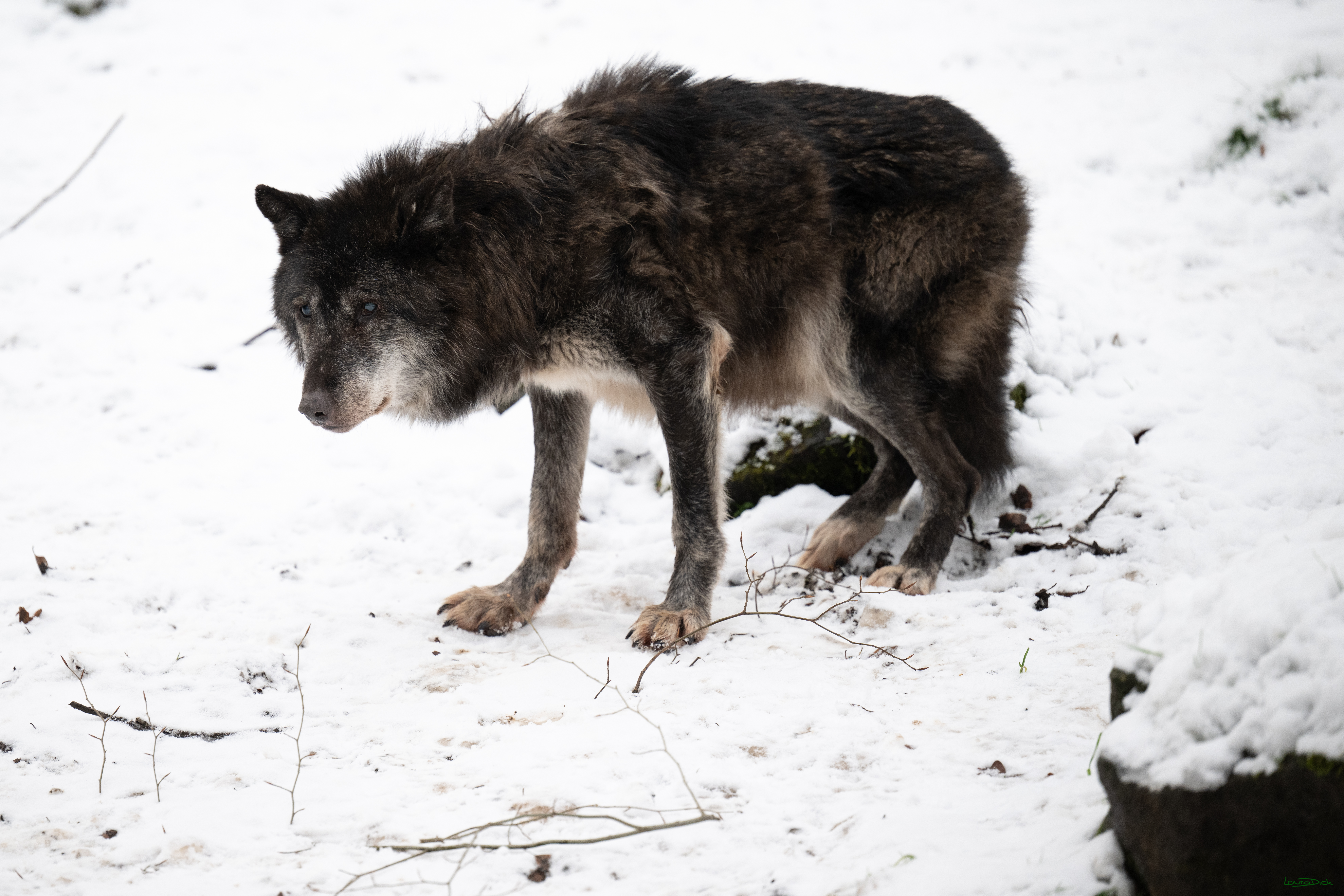 Wolfsfuetterung; Pelm, 04.01.2025