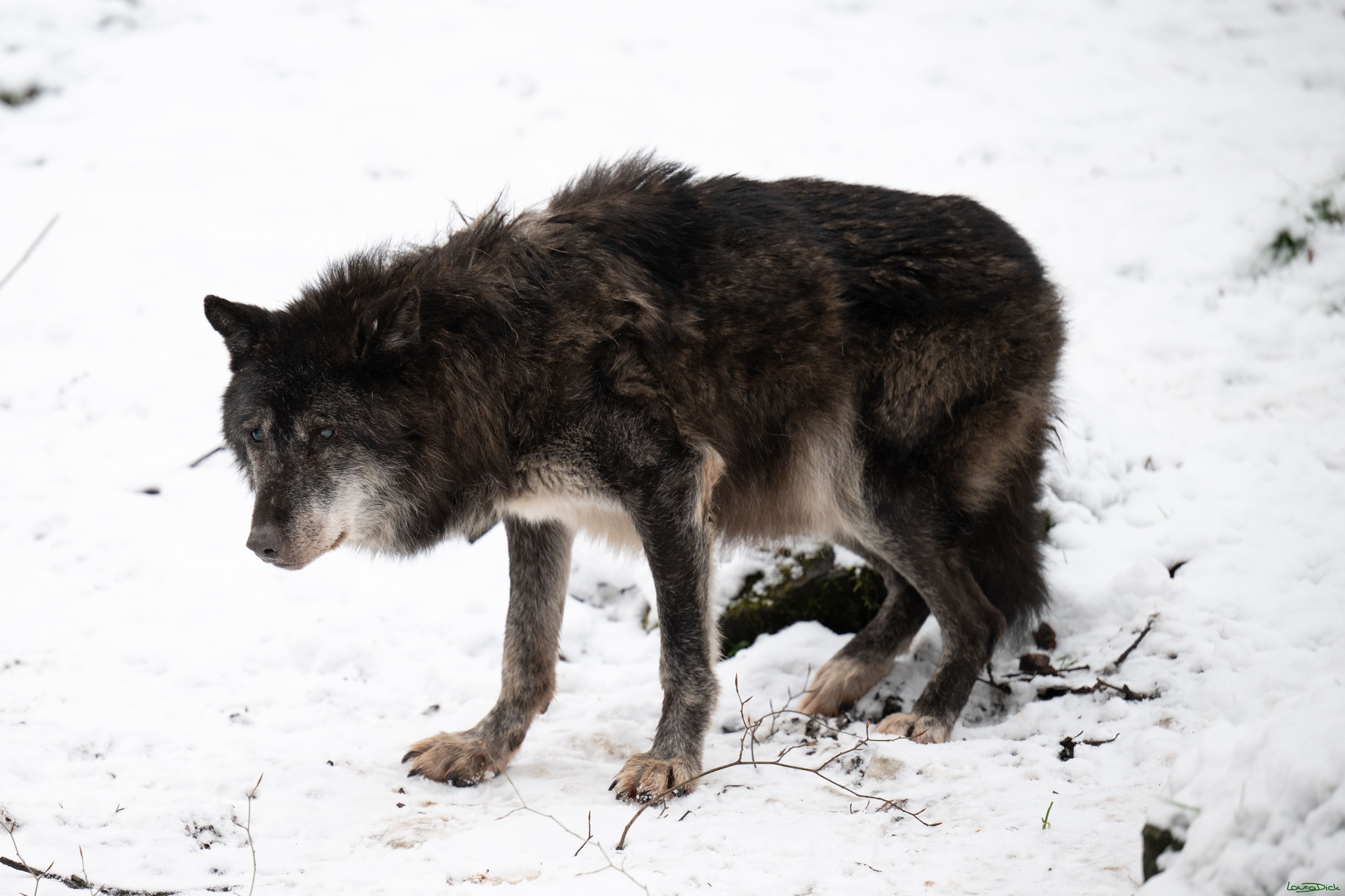 Wolfsfuetterung; Pelm, 04.01.2025