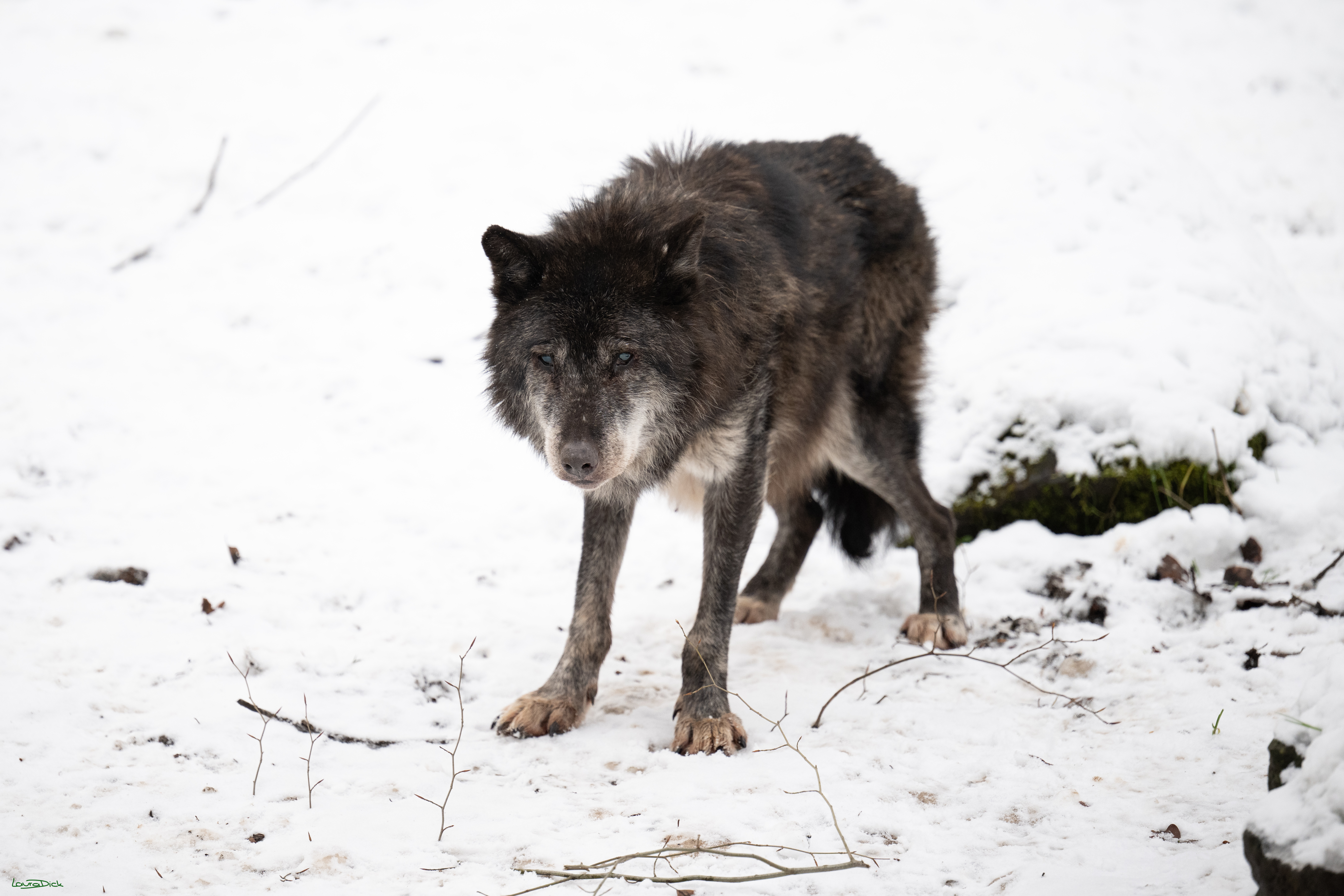 Wolfsfuetterung; Pelm, 04.01.2025