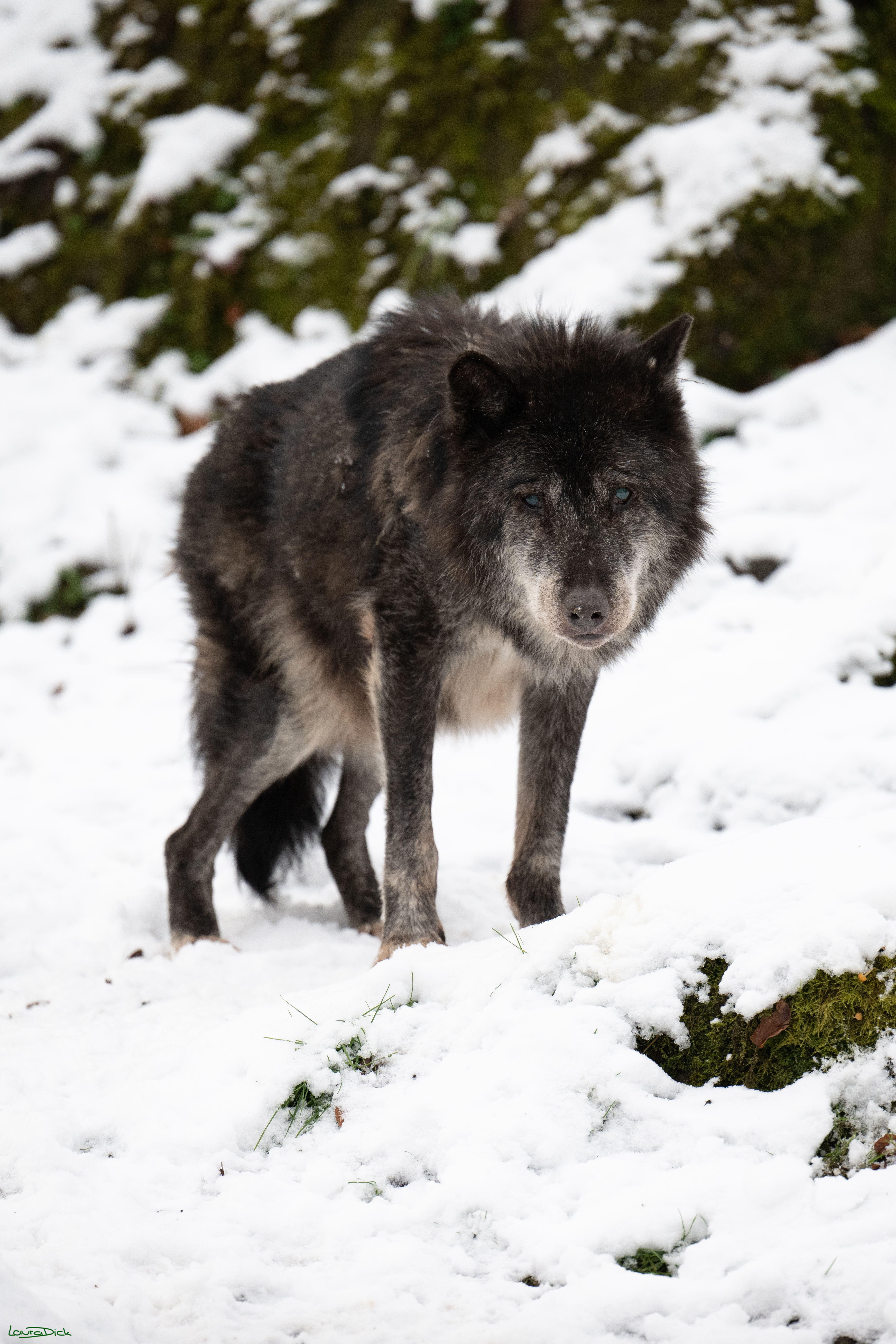 Wolfsfuetterung; Pelm, 04.01.2025
