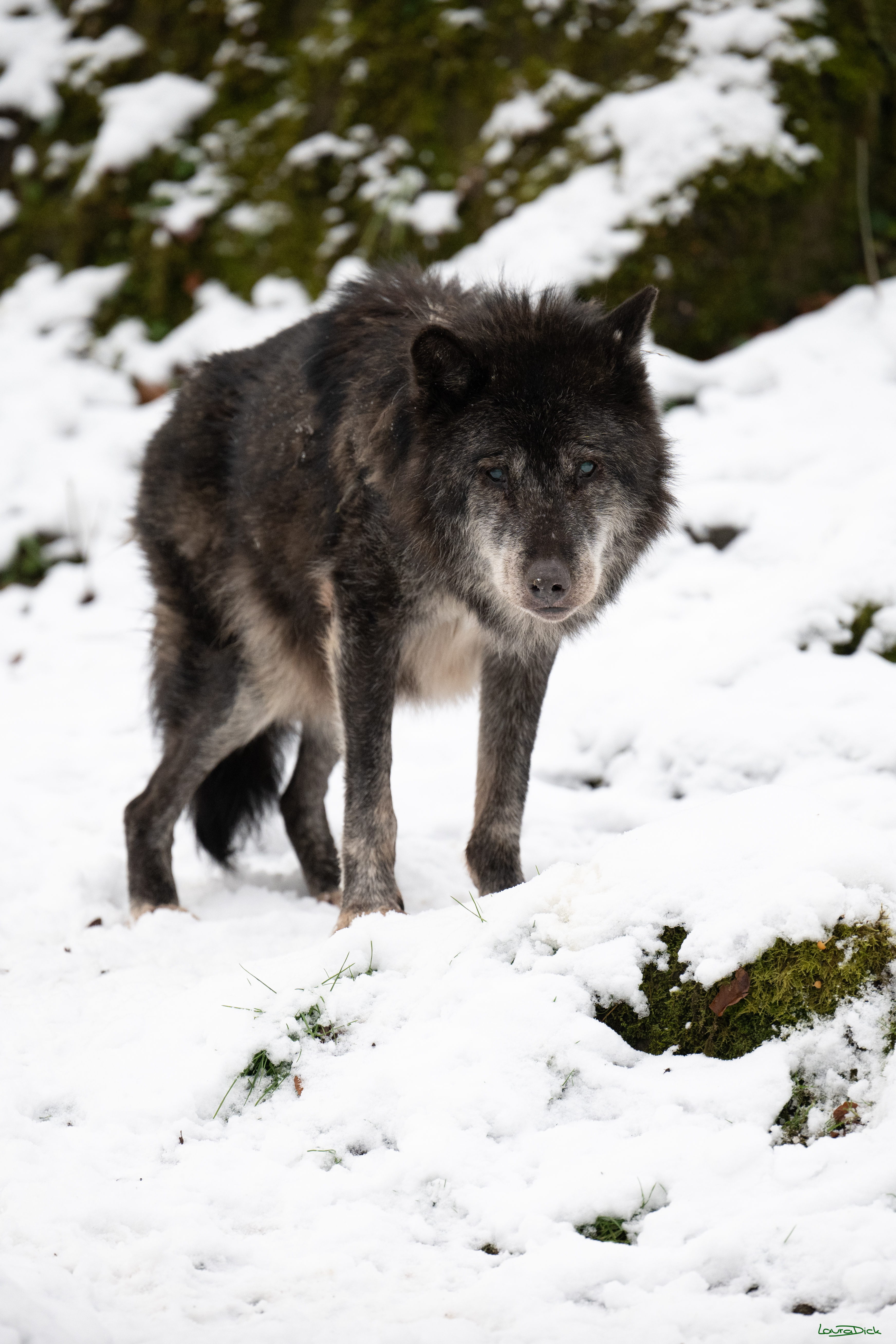 Wolfsfuetterung; Pelm, 04.01.2025