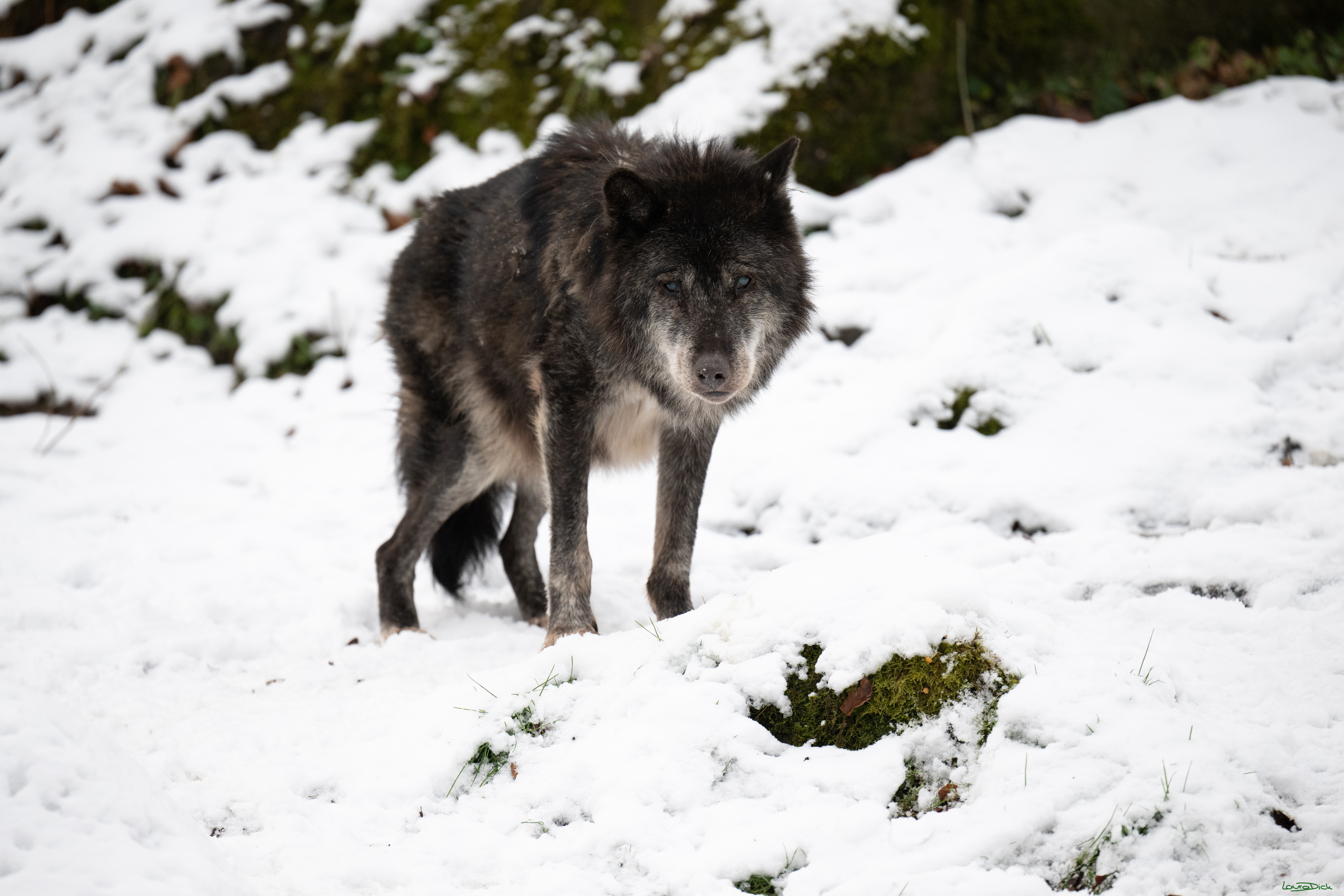 Wolfsfuetterung; Pelm, 04.01.2025