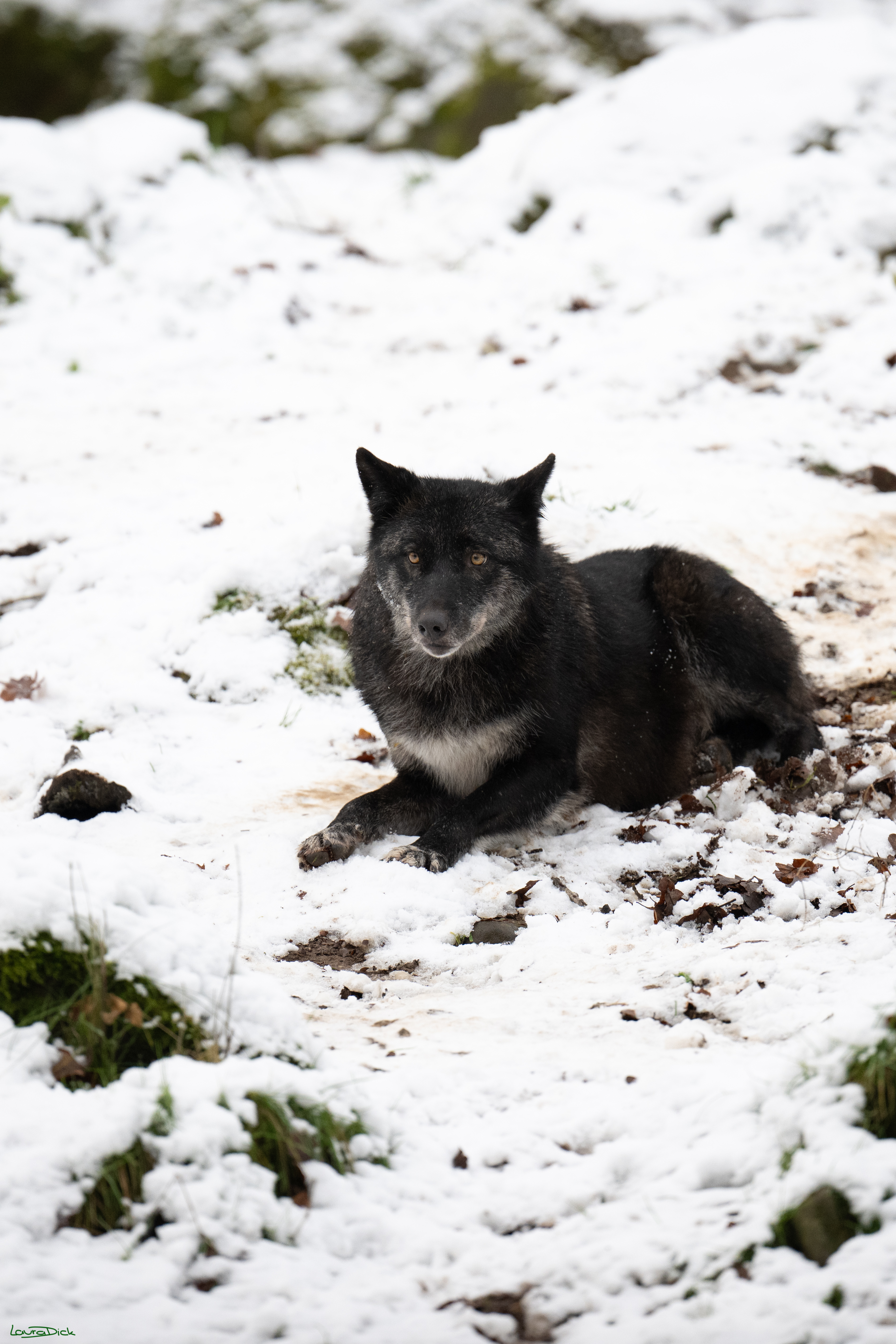 Wolfsfuetterung; Pelm, 04.01.2025