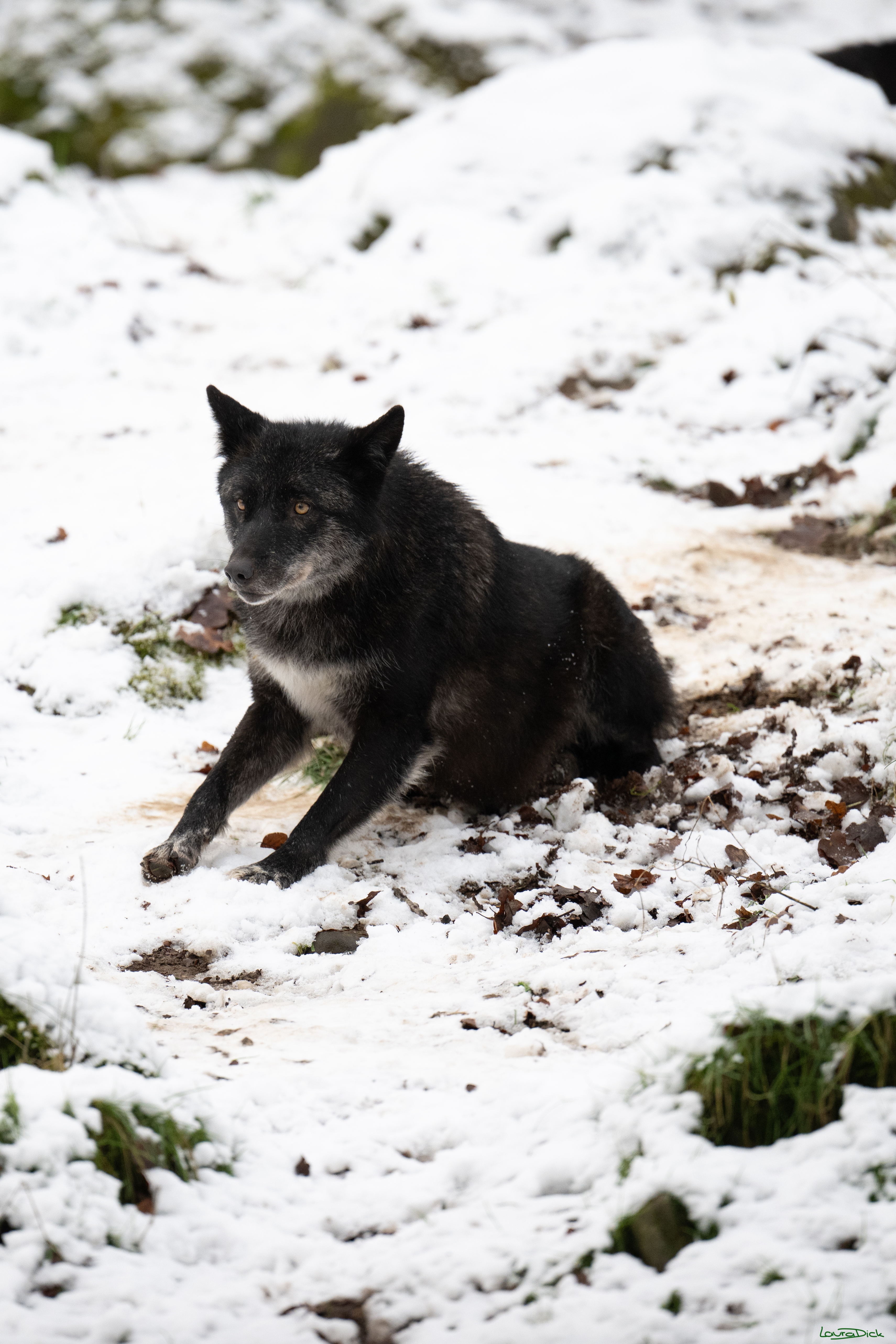 Wolfsfuetterung; Pelm, 04.01.2025