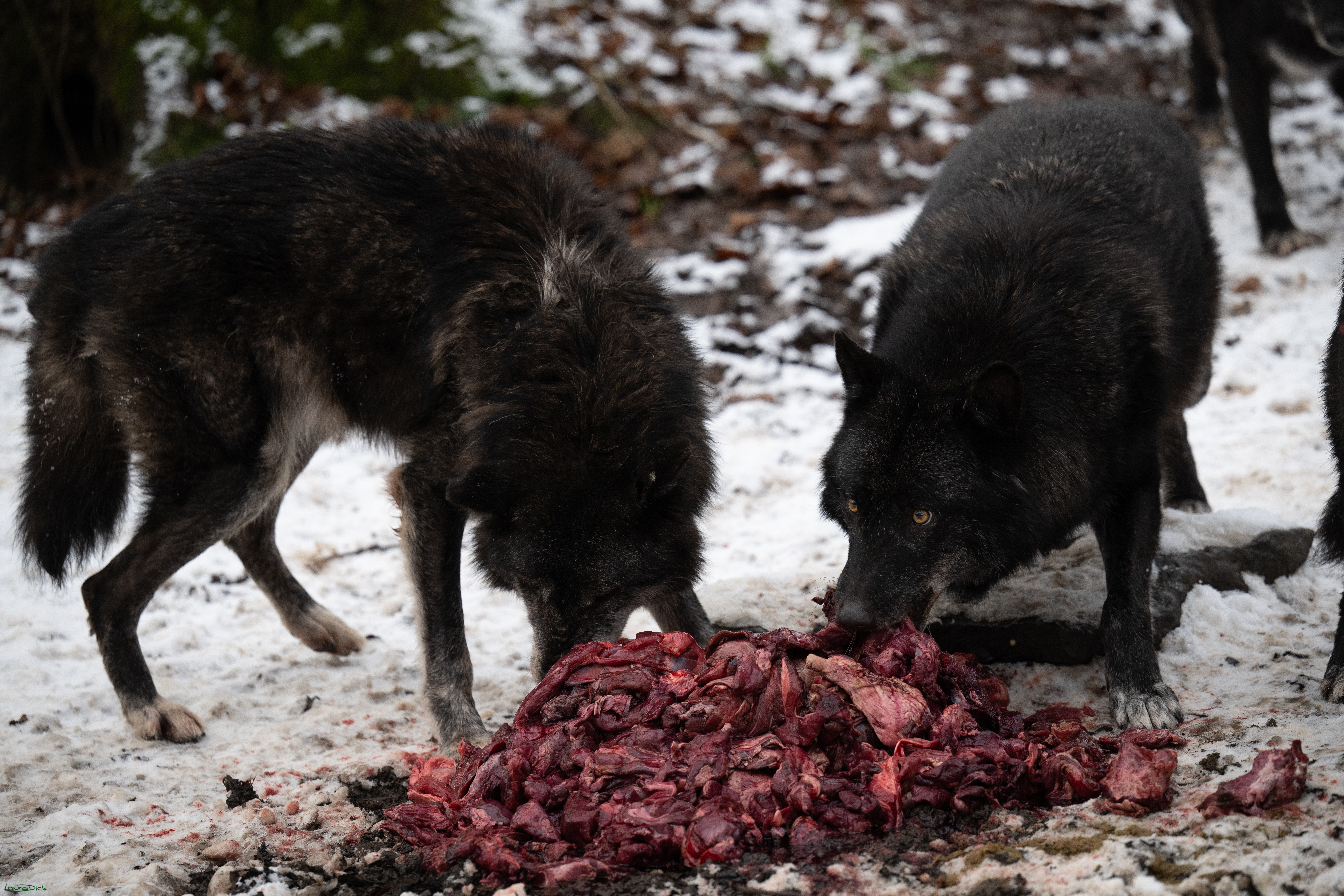 Wolfsfuetterung; Pelm, 04.01.2025