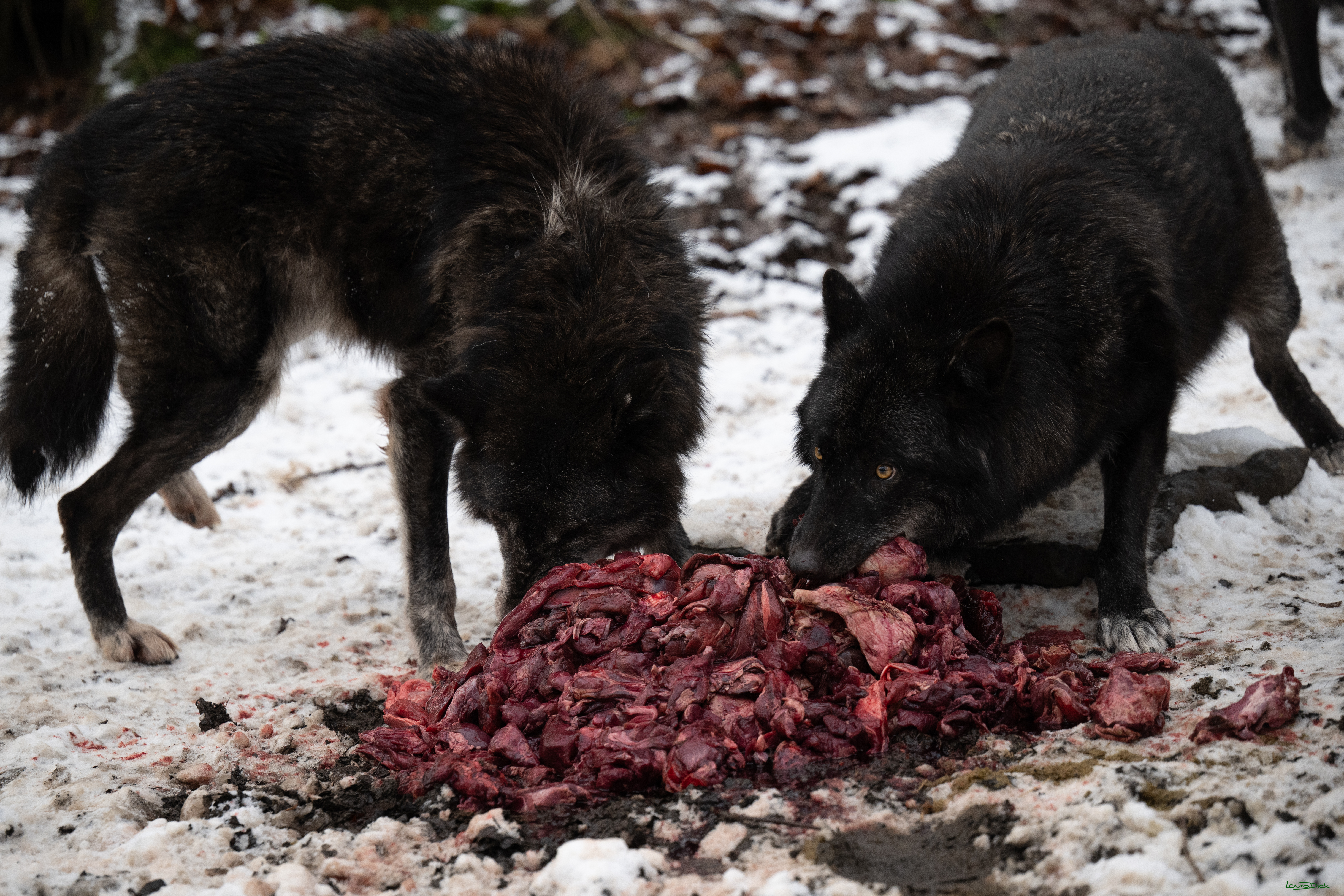 Wolfsfuetterung; Pelm, 04.01.2025