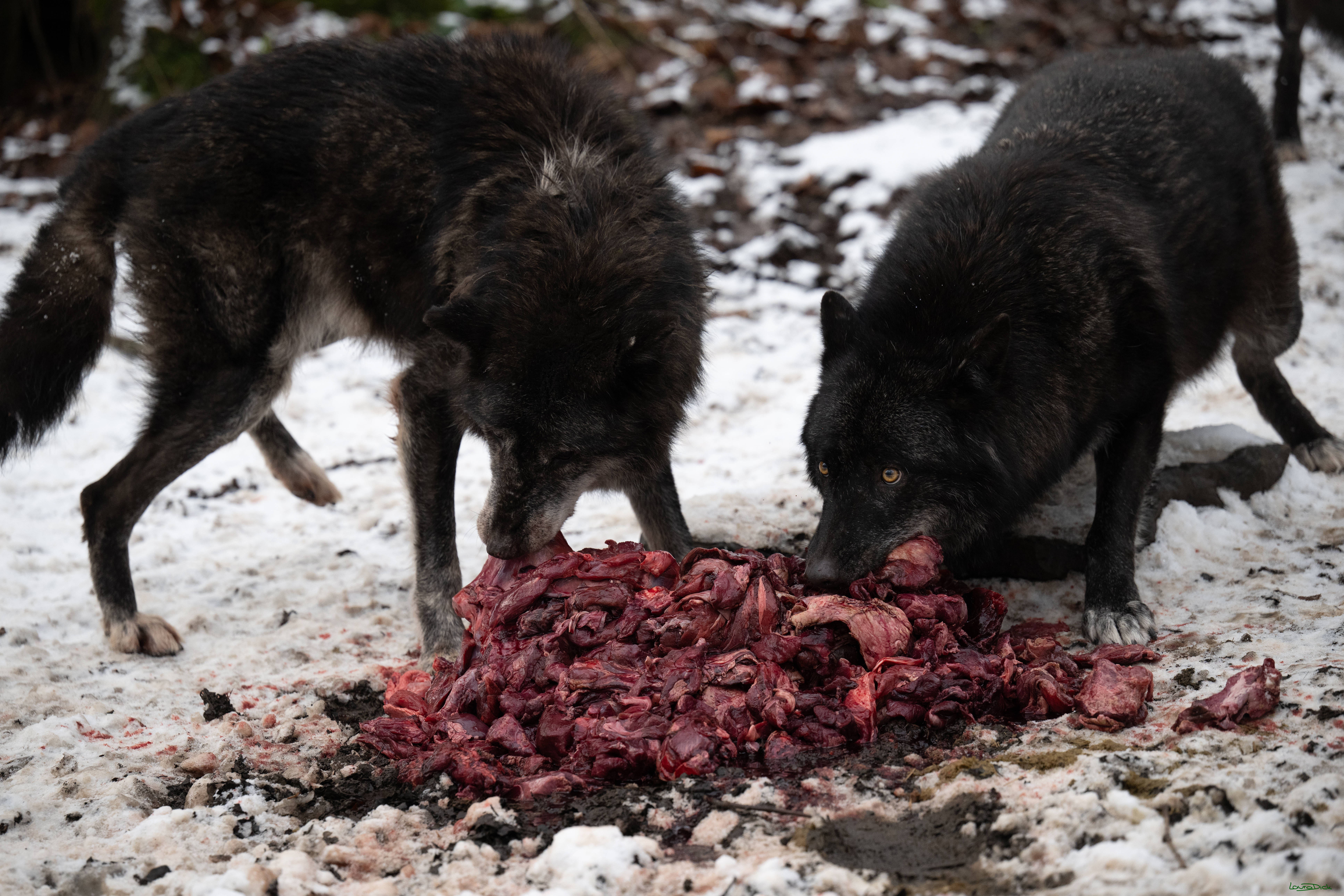 Wolfsfuetterung; Pelm, 04.01.2025