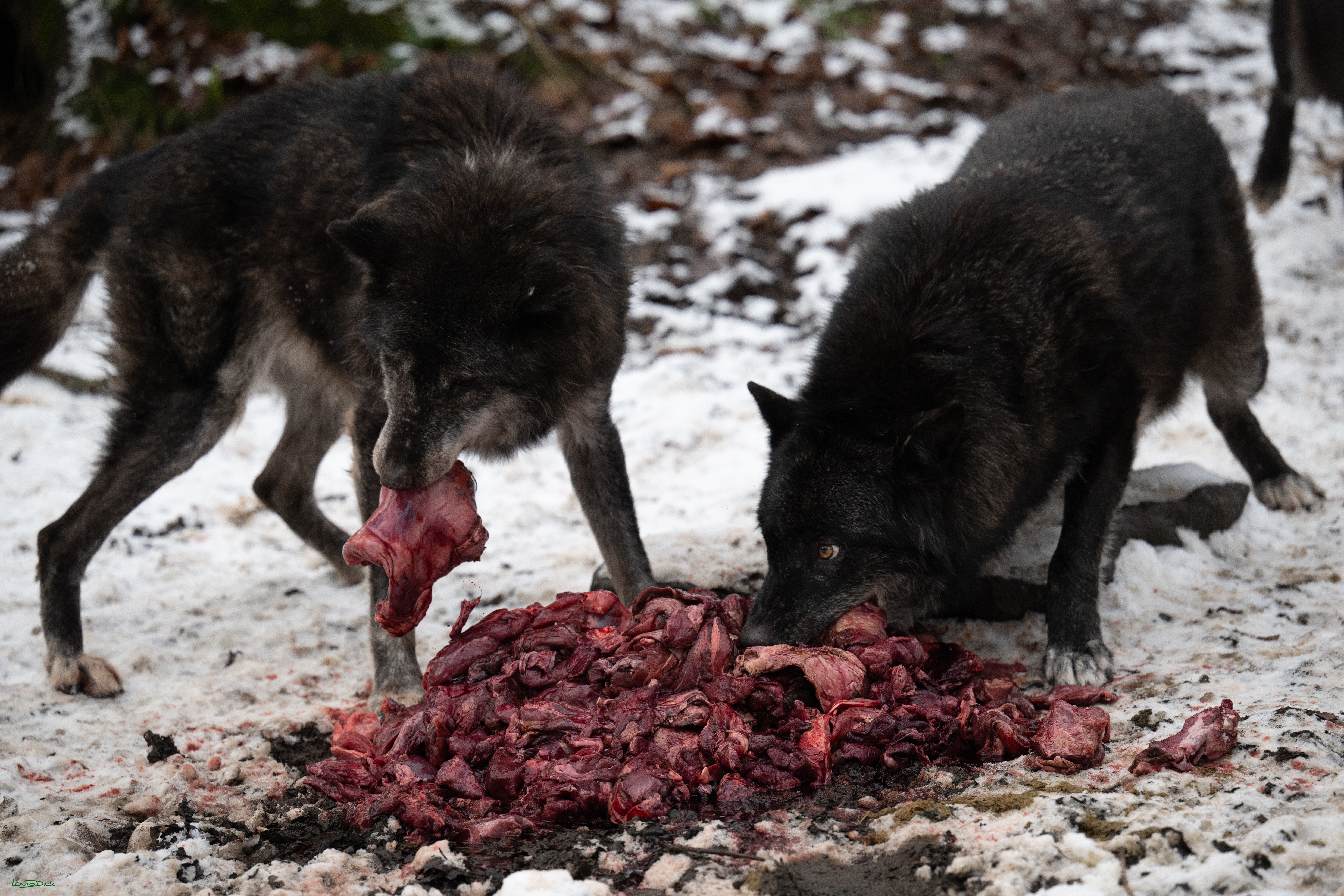 Wolfsfuetterung; Pelm, 04.01.2025