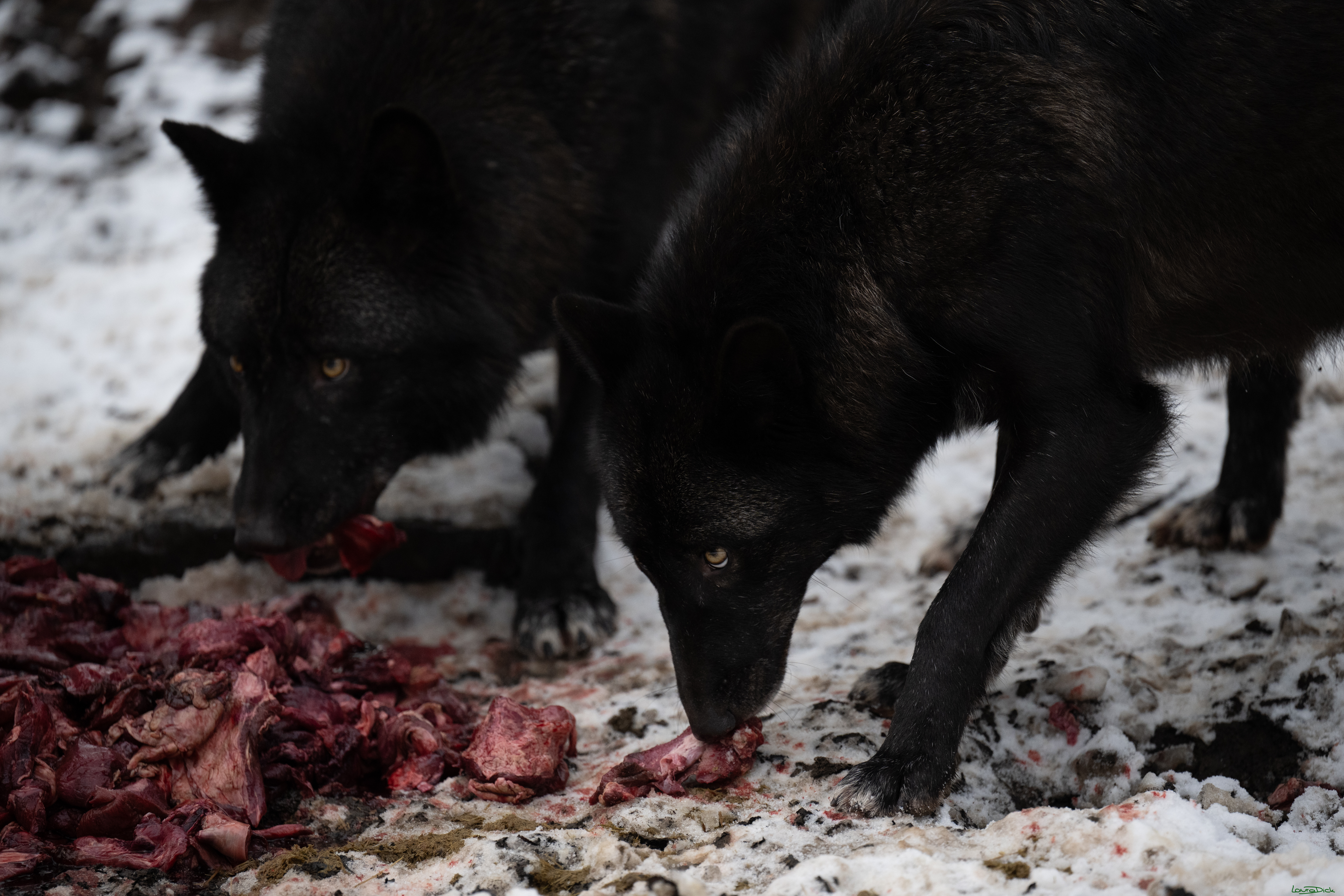 Wolfsfuetterung; Pelm, 04.01.2025