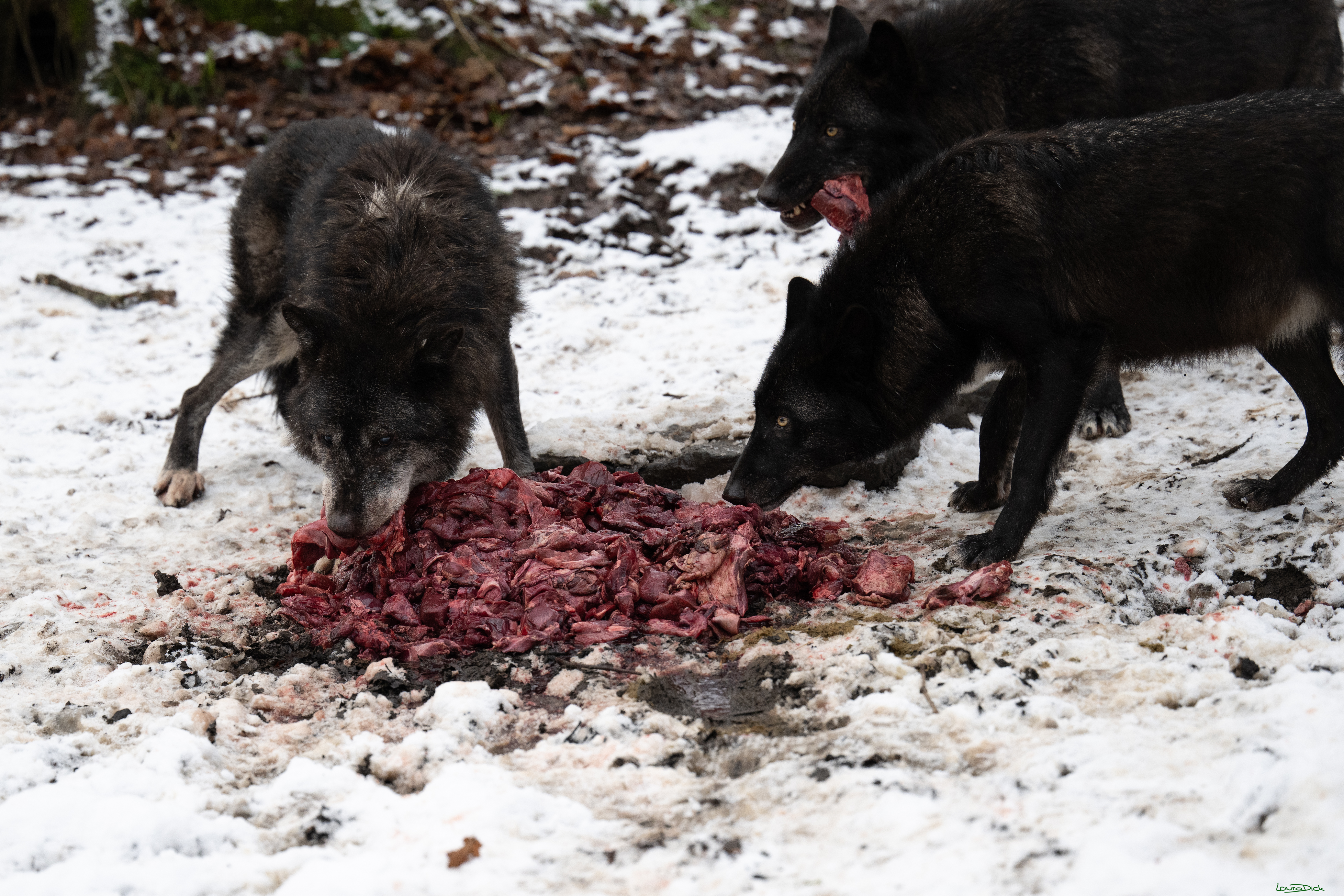 Wolfsfuetterung; Pelm, 04.01.2025