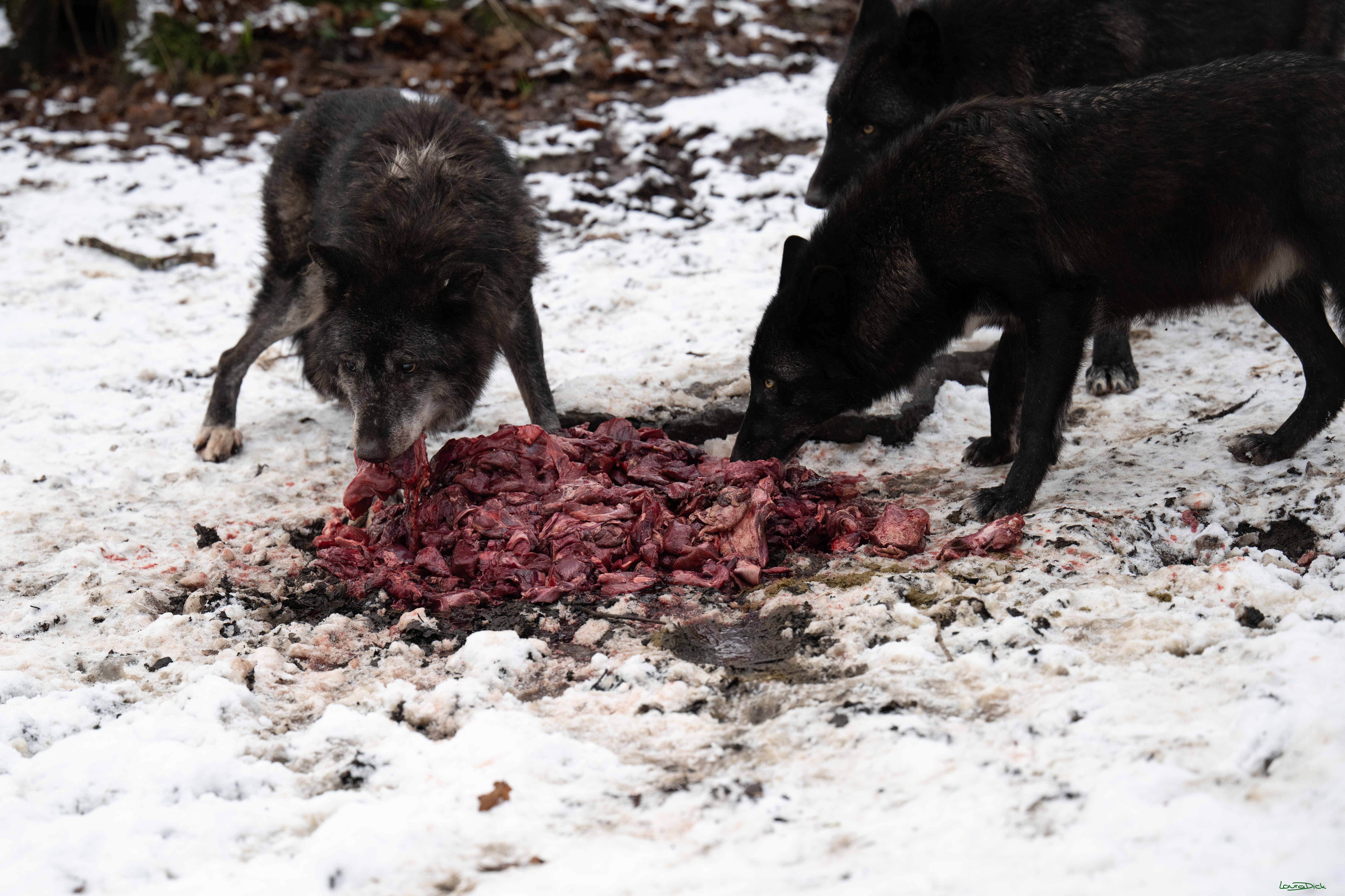 Wolfsfuetterung; Pelm, 04.01.2025