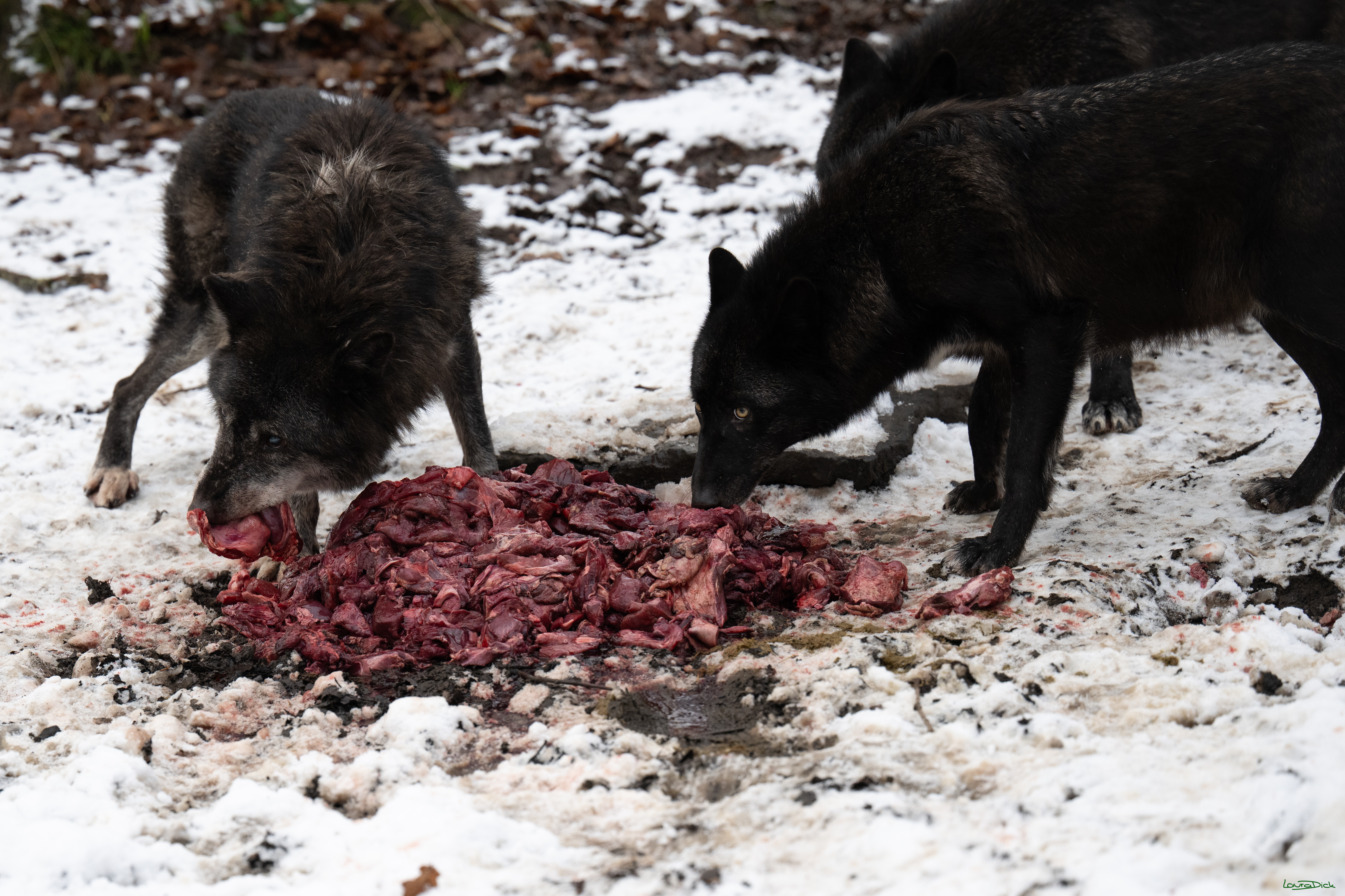 Wolfsfuetterung; Pelm, 04.01.2025