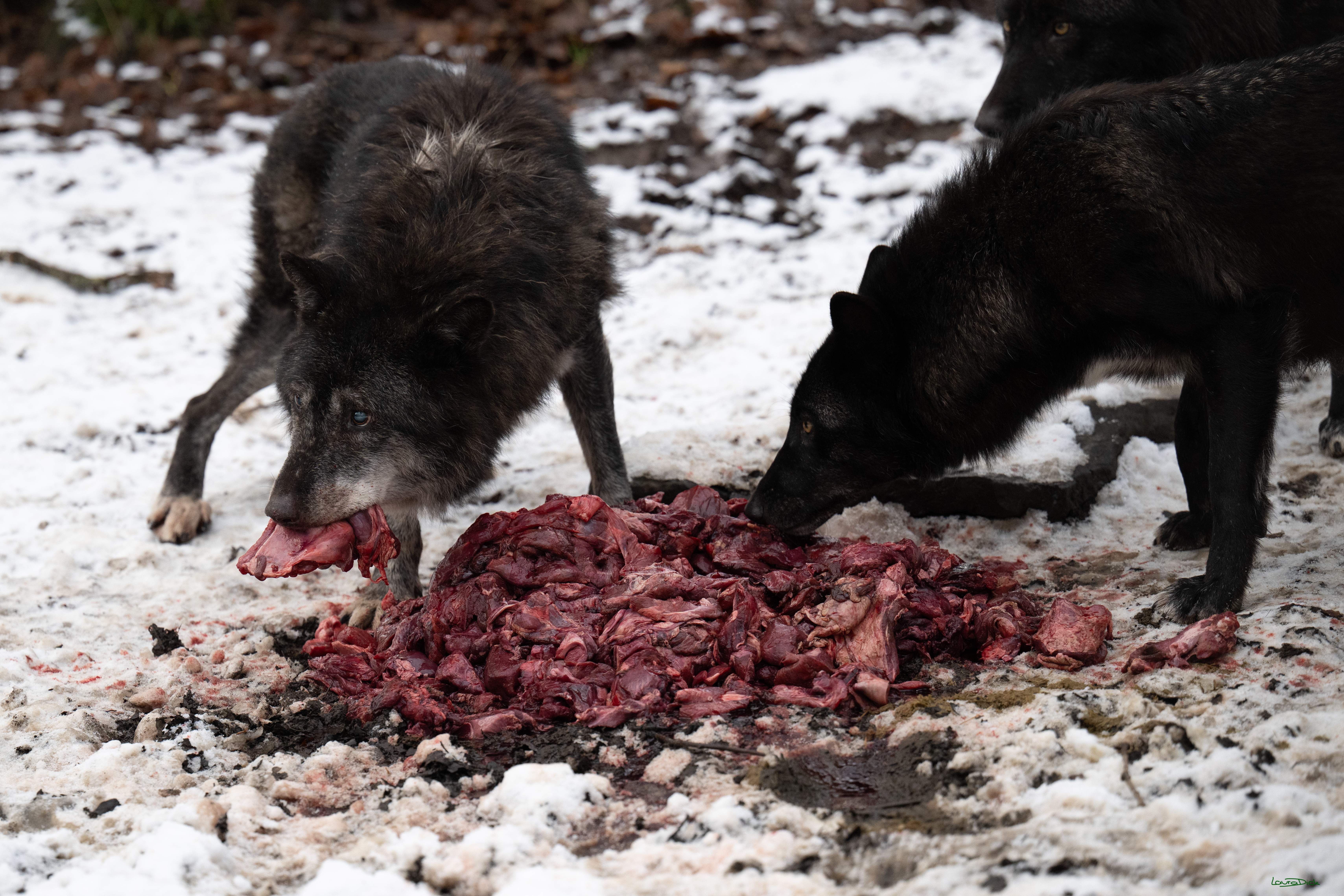 Wolfsfuetterung; Pelm, 04.01.2025