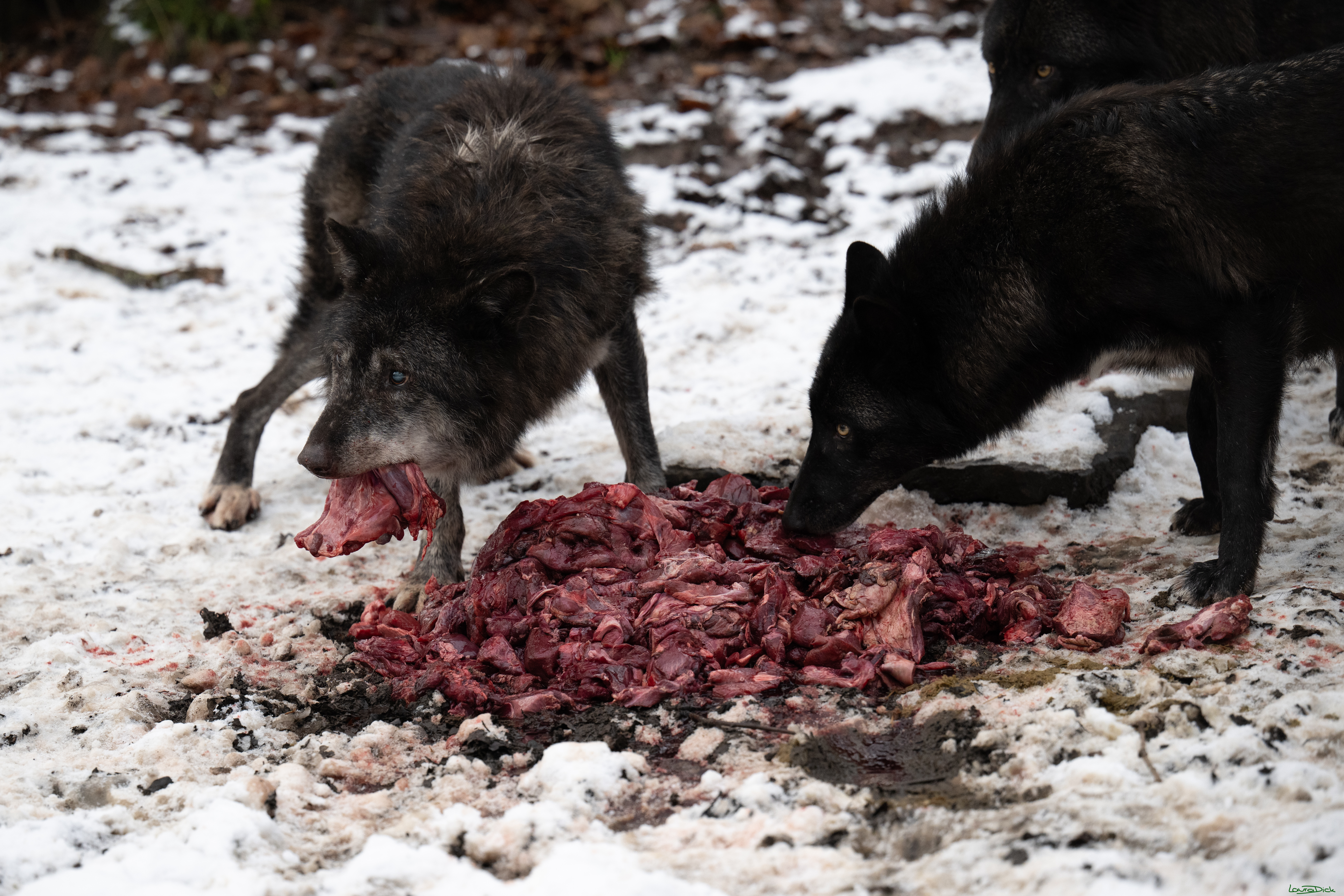 Wolfsfuetterung; Pelm, 04.01.2025