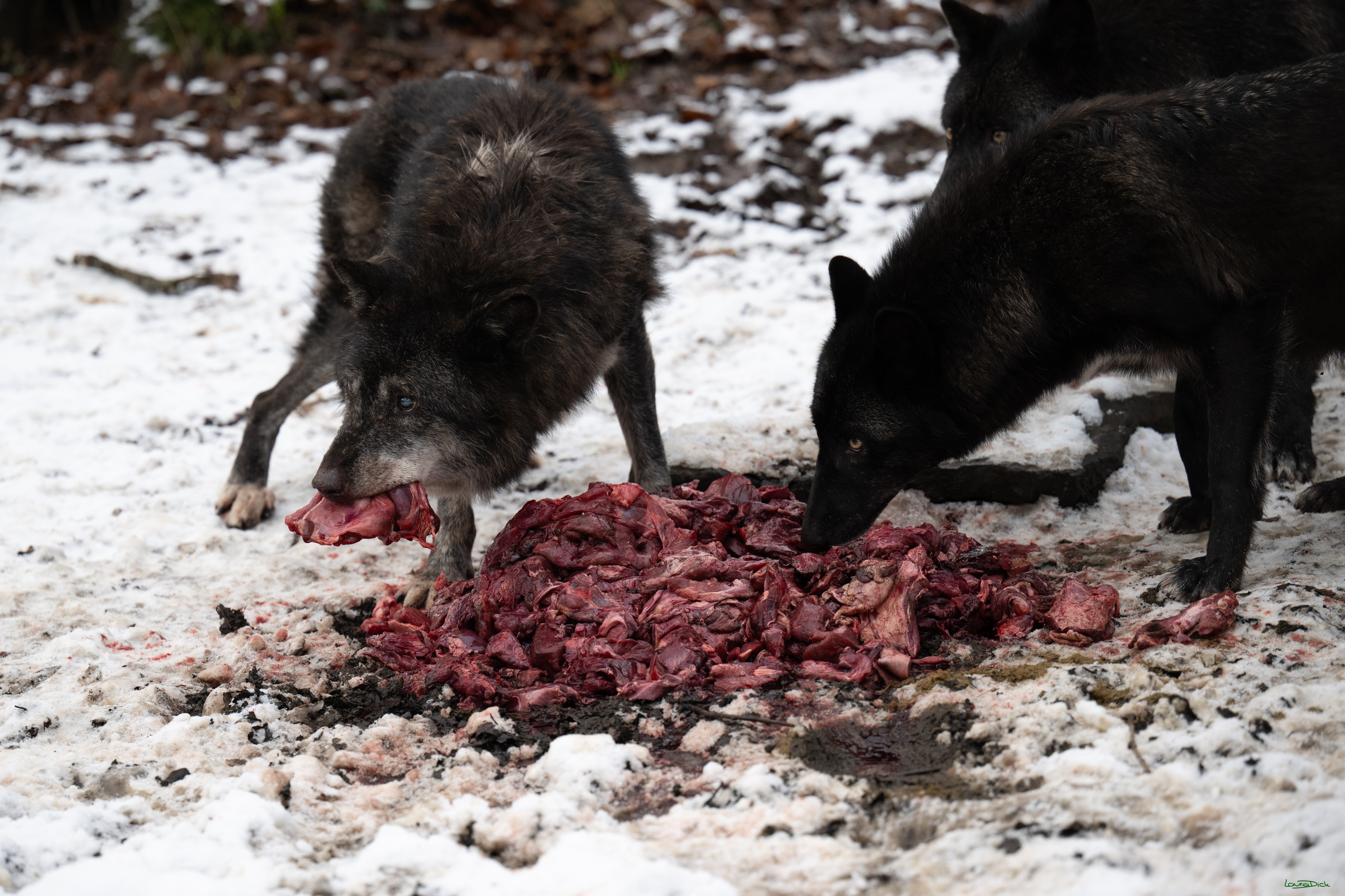 Wolfsfuetterung; Pelm, 04.01.2025