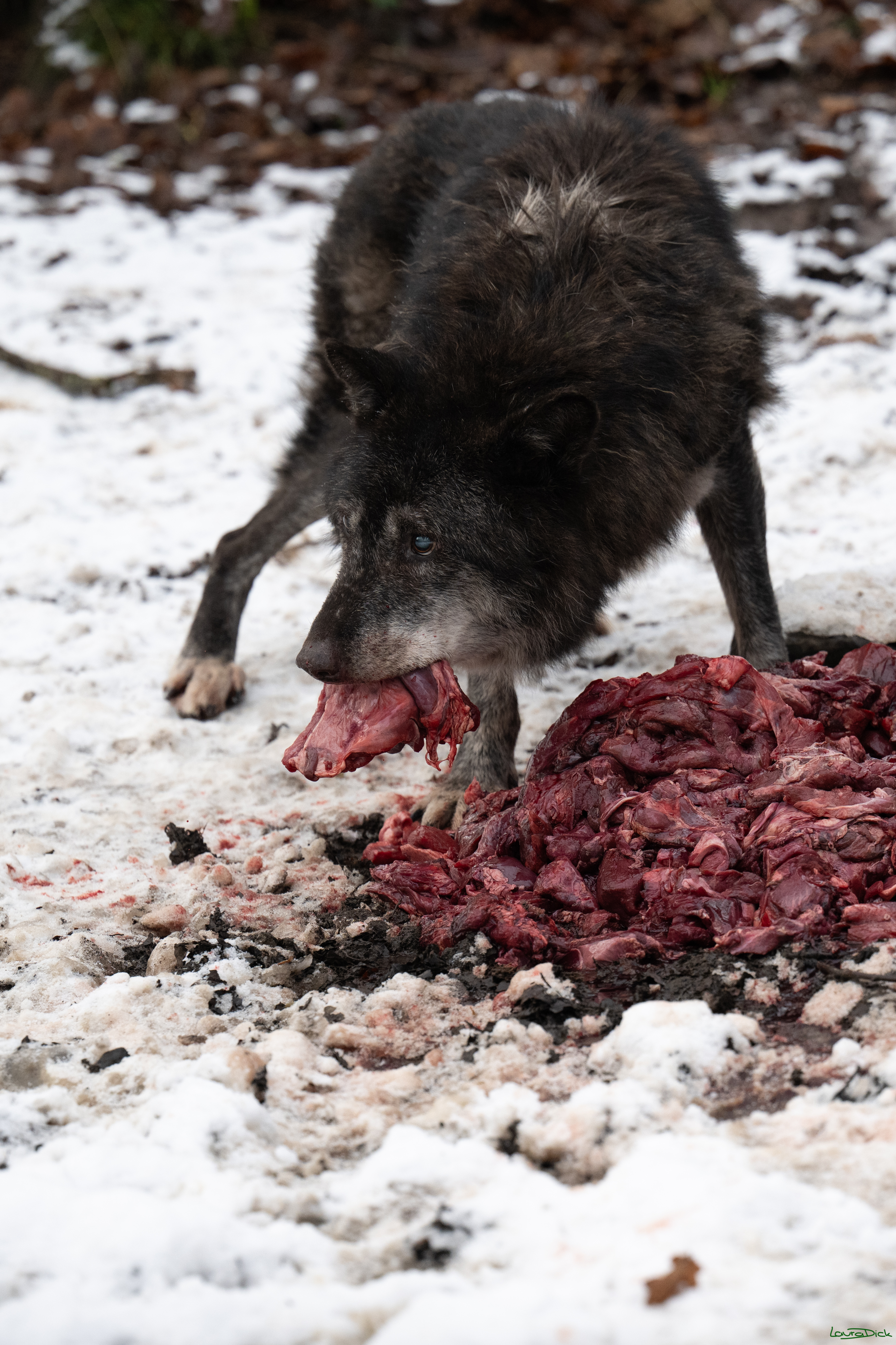 Wolfsfuetterung; Pelm, 04.01.2025