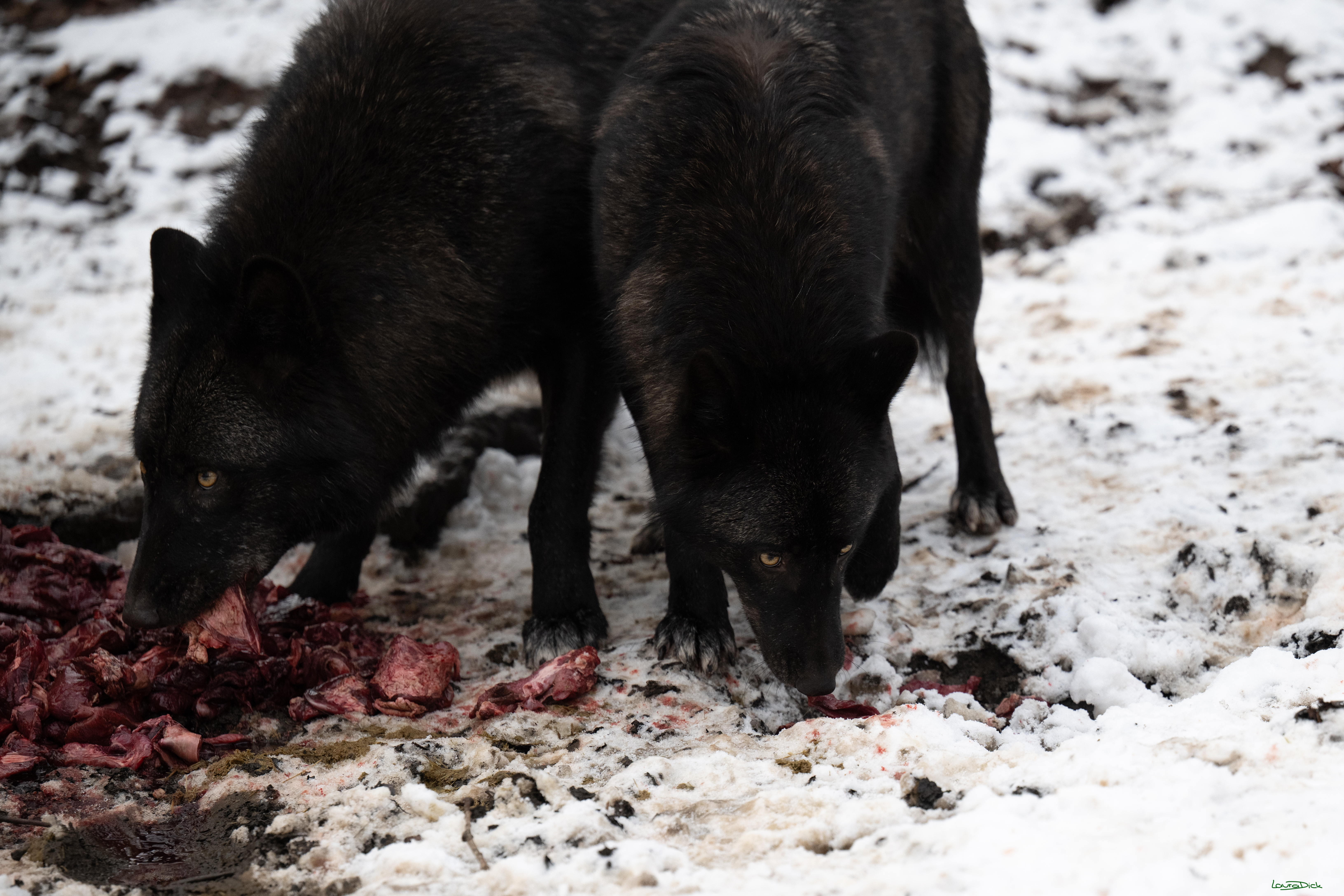 Wolfsfuetterung; Pelm, 04.01.2025