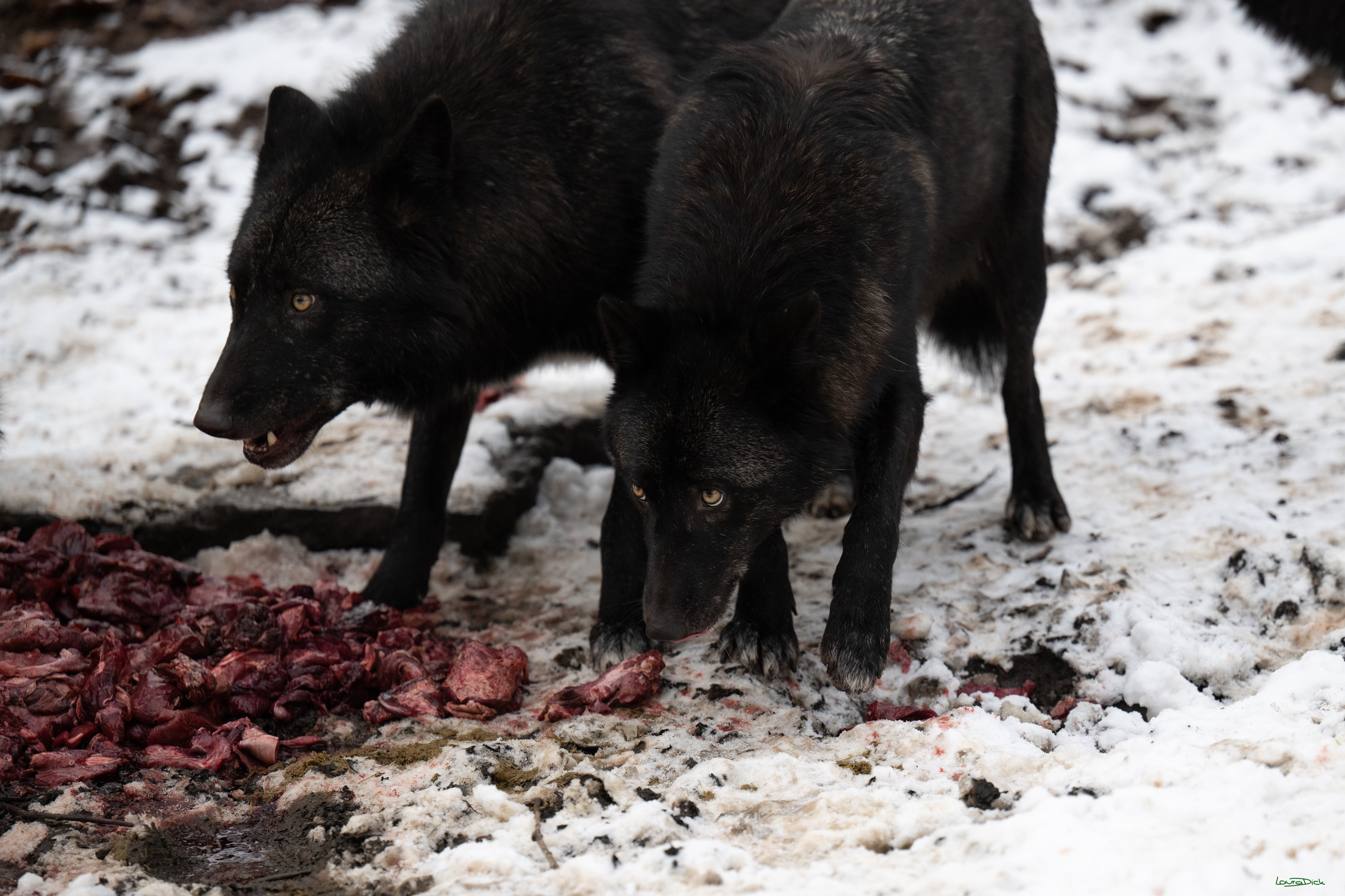 Wolfsfuetterung; Pelm, 04.01.2025