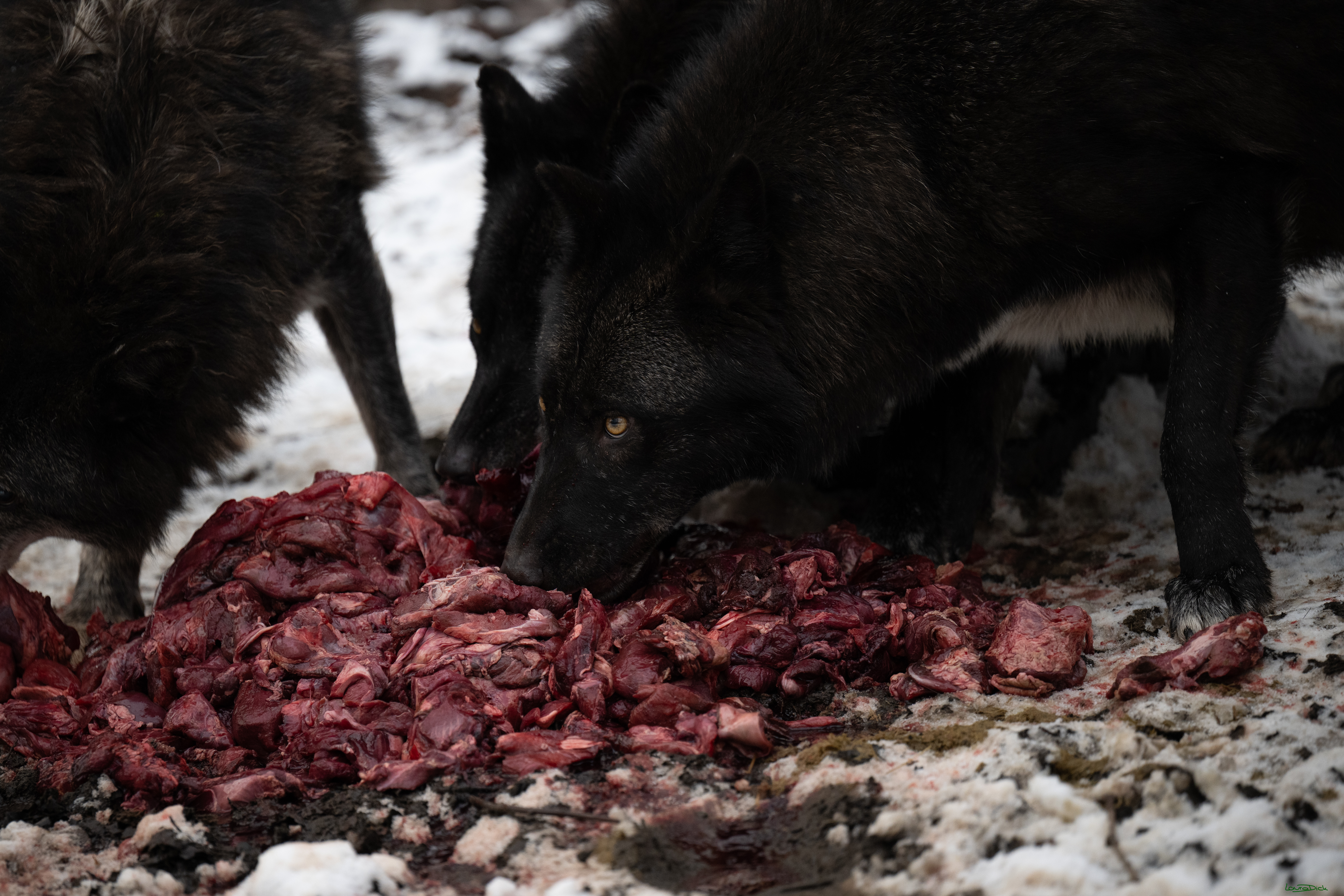 Wolfsfuetterung; Pelm, 04.01.2025