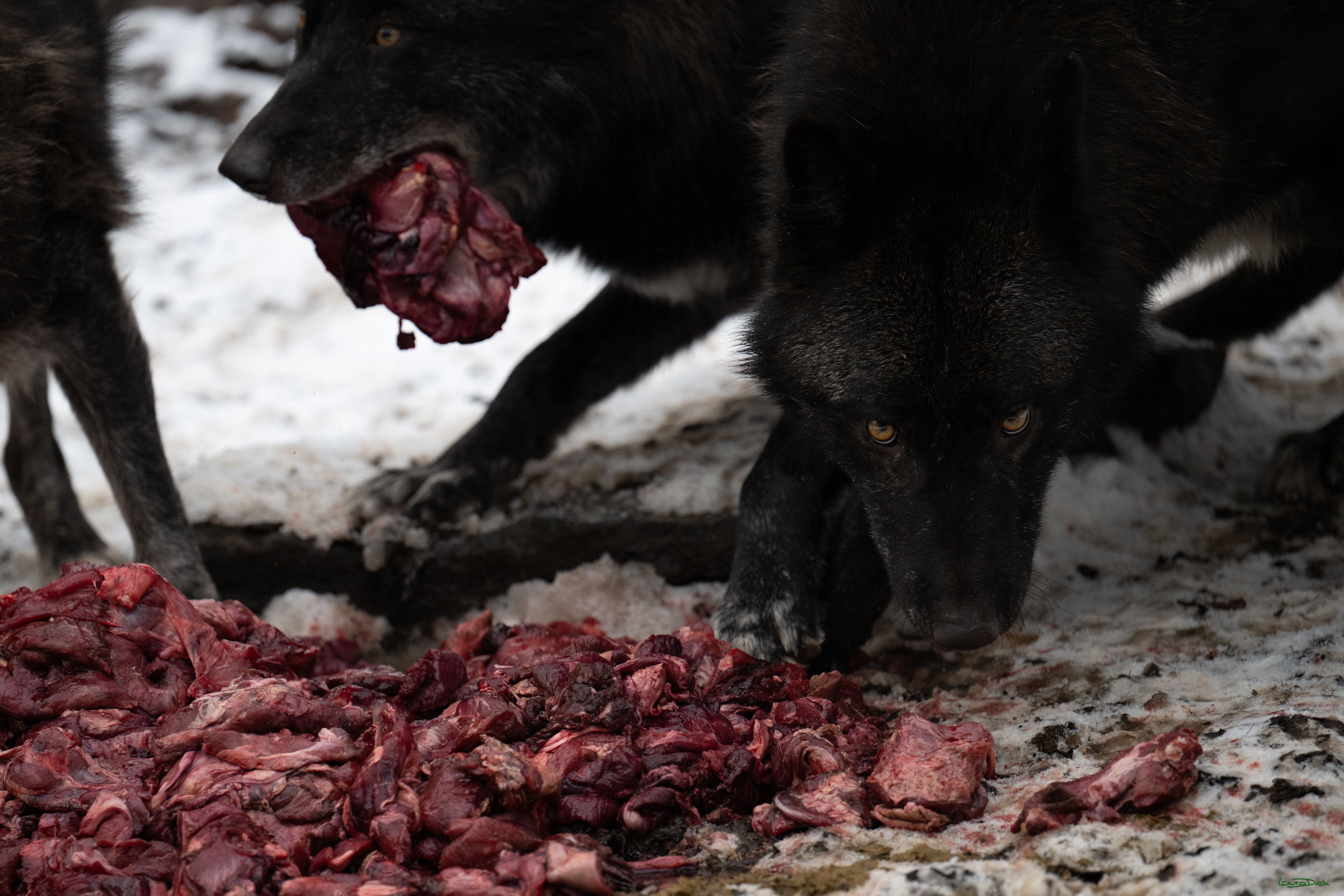 Wolfsfuetterung; Pelm, 04.01.2025