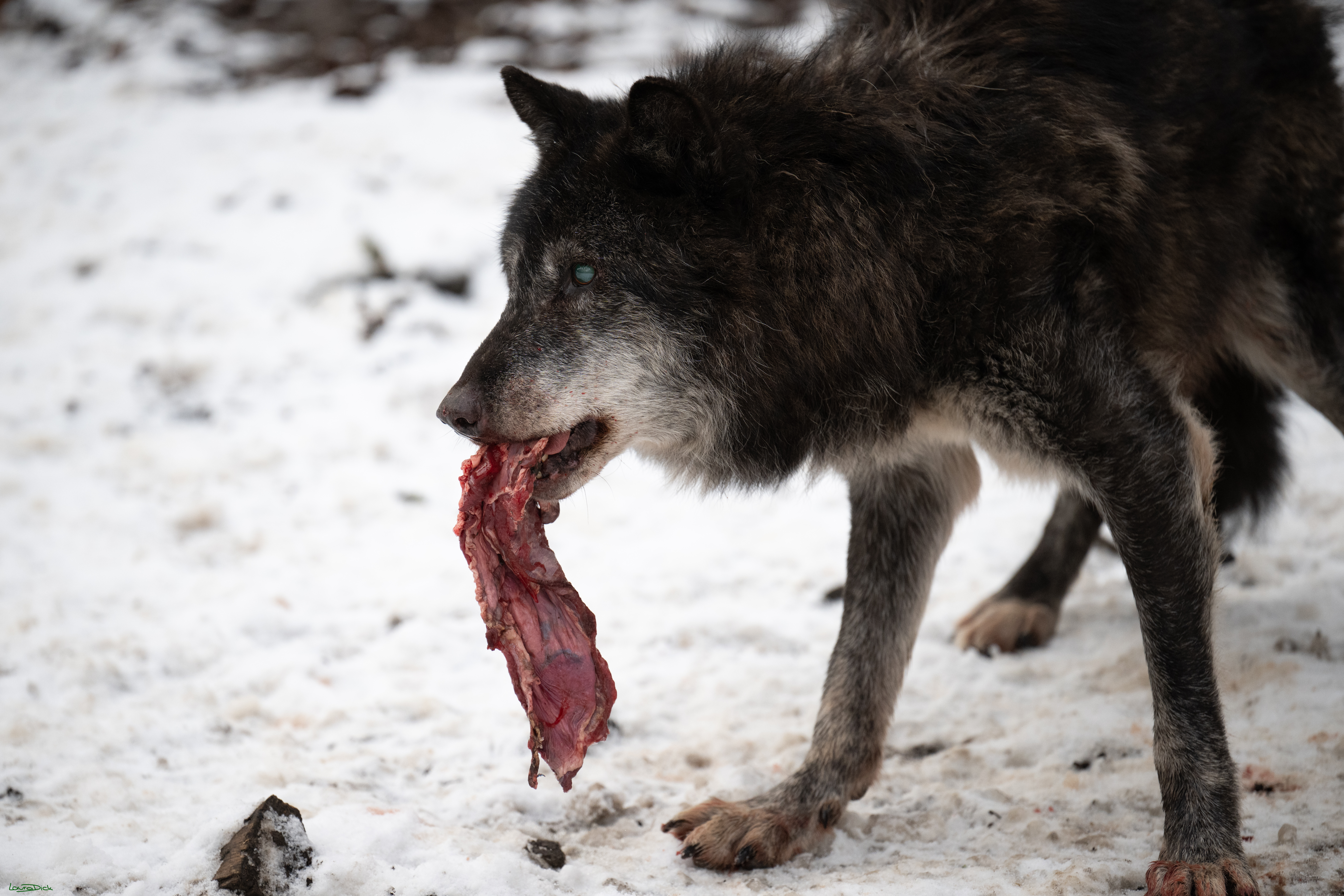 Wolfsfuetterung; Pelm, 04.01.2025