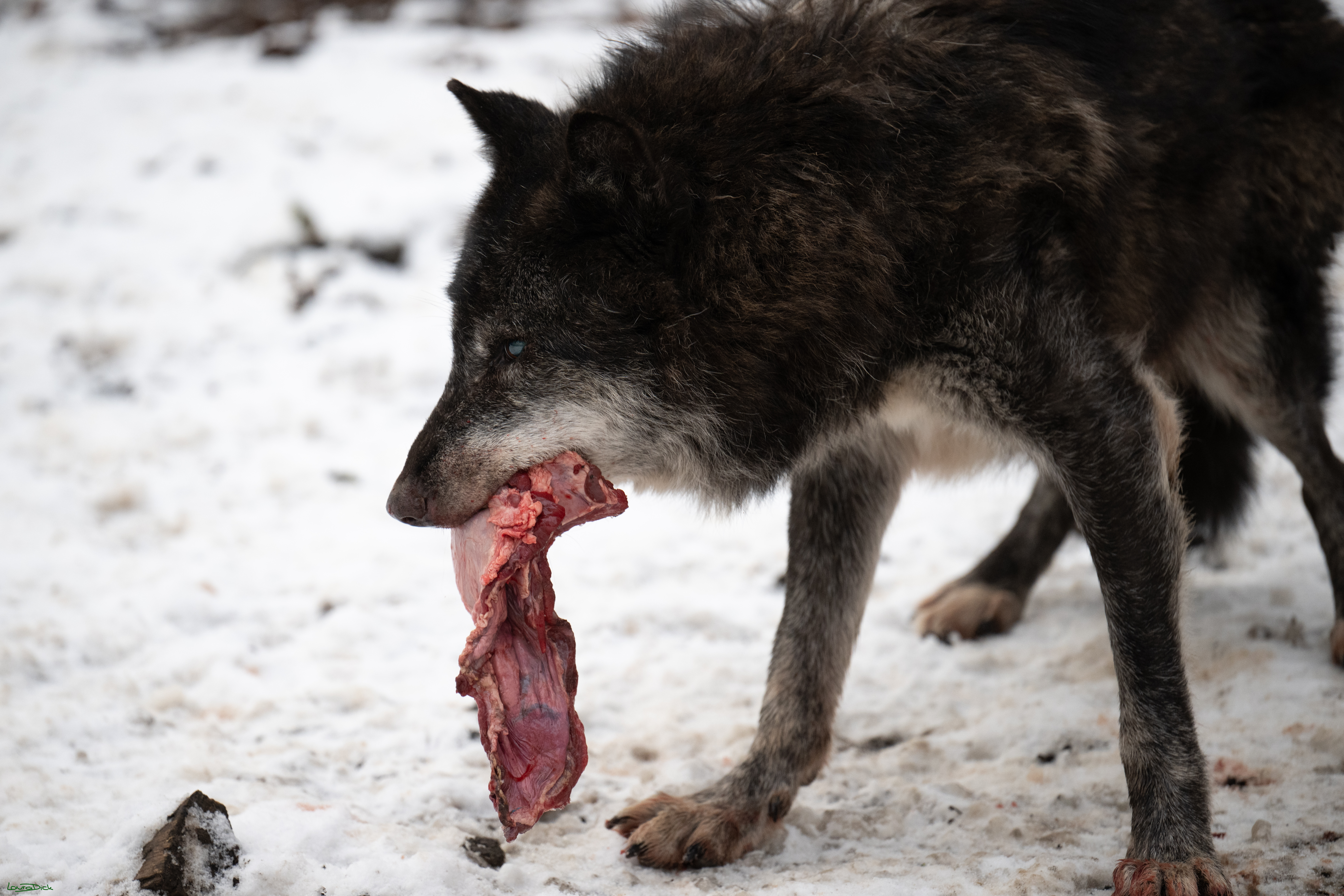 Wolfsfuetterung; Pelm, 04.01.2025