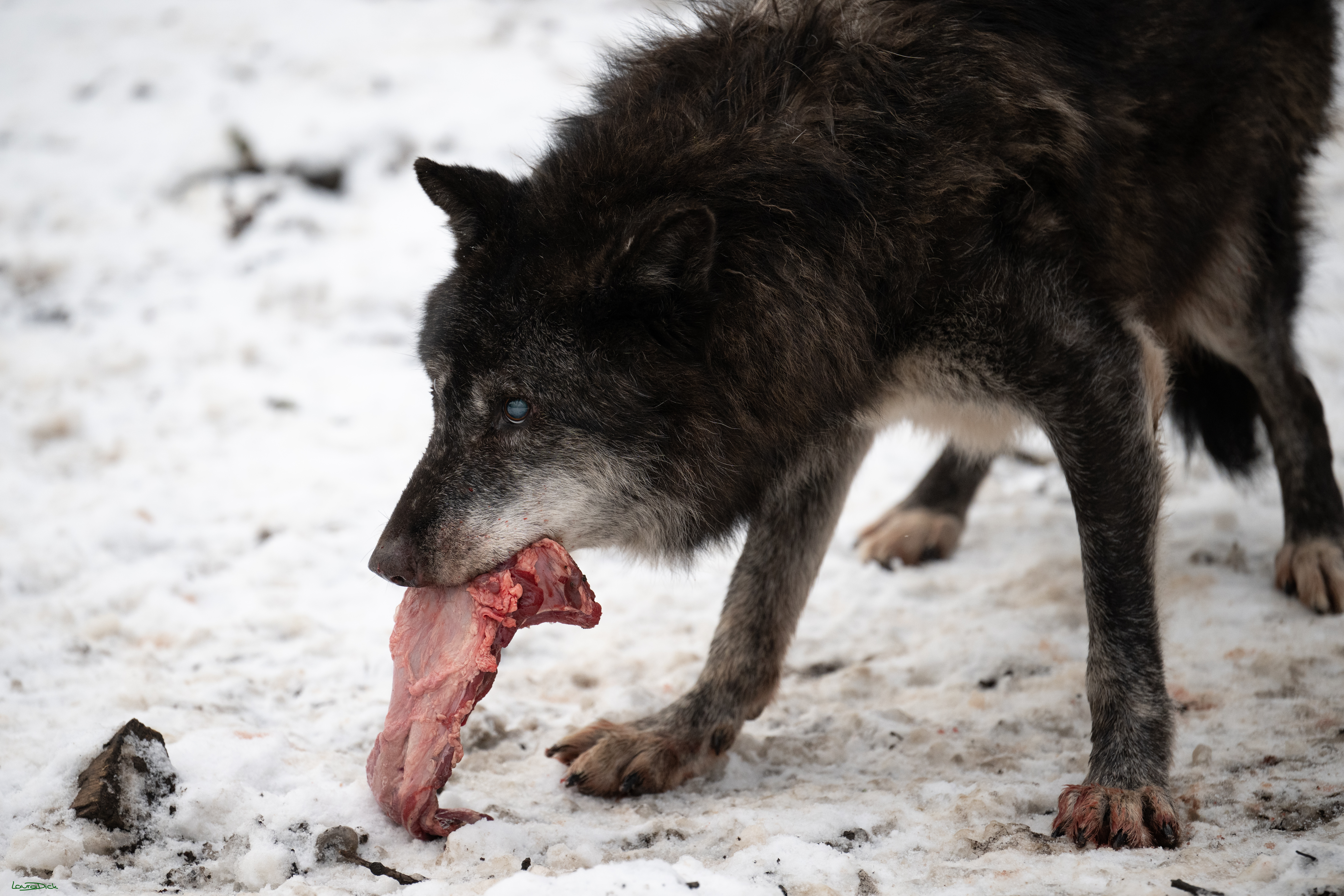 Wolfsfuetterung; Pelm, 04.01.2025